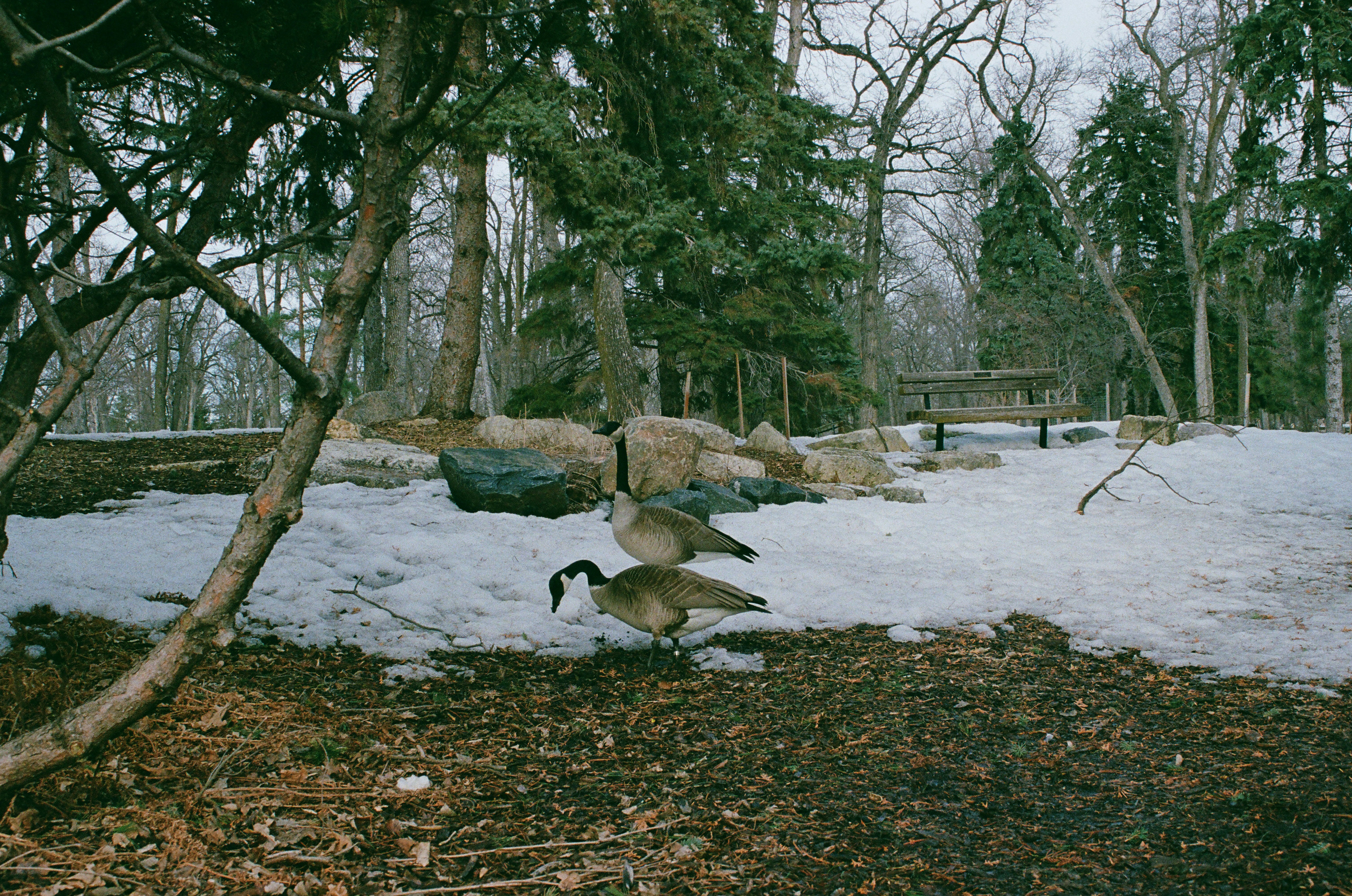 Two Canada geese on snow-covered ground in a wooded park with a bench