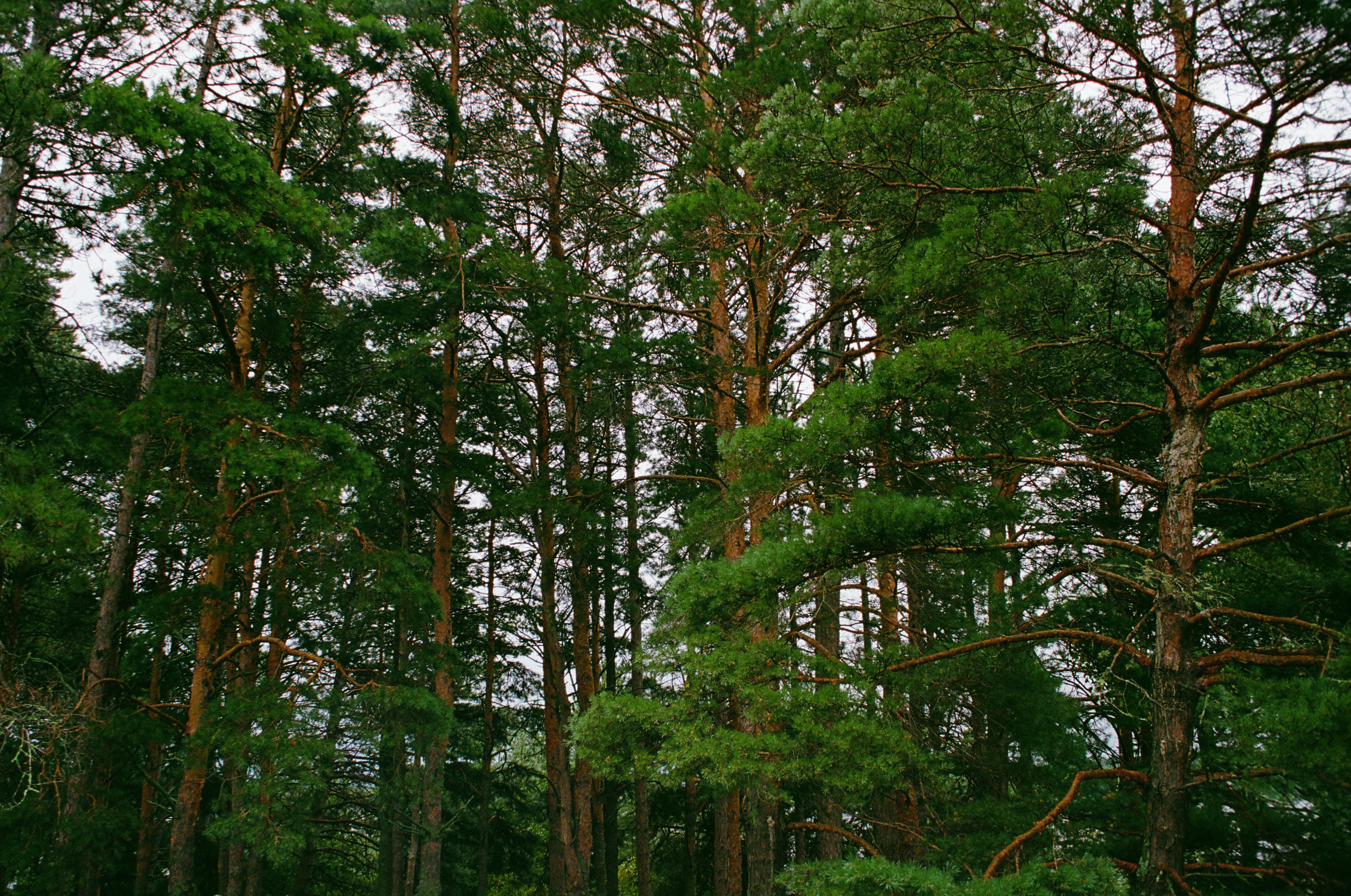 Tall pine trees with textured orange bark and dense green needles in a forest