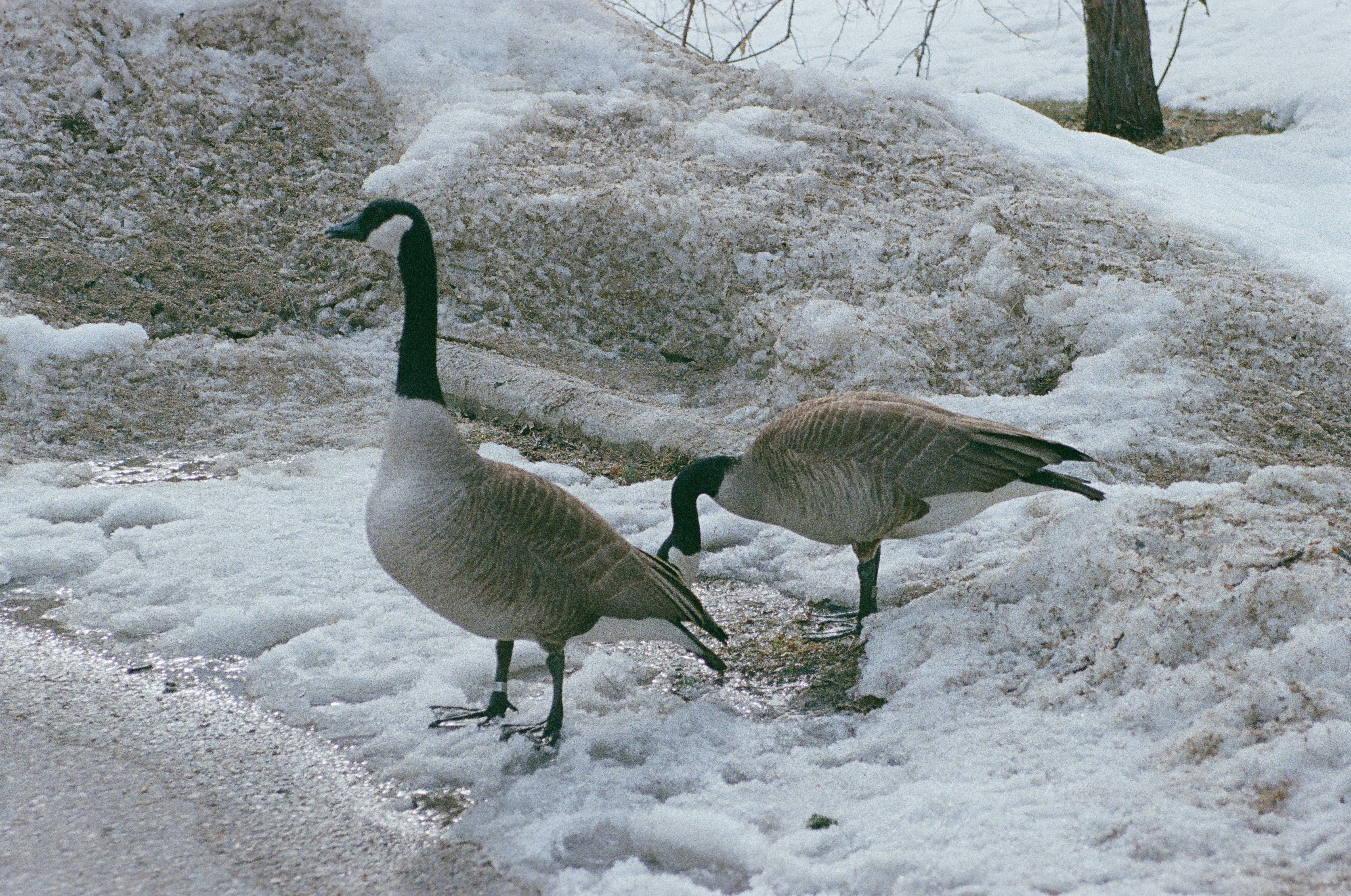 Two Canada geese standing on melting snow near a paved path
