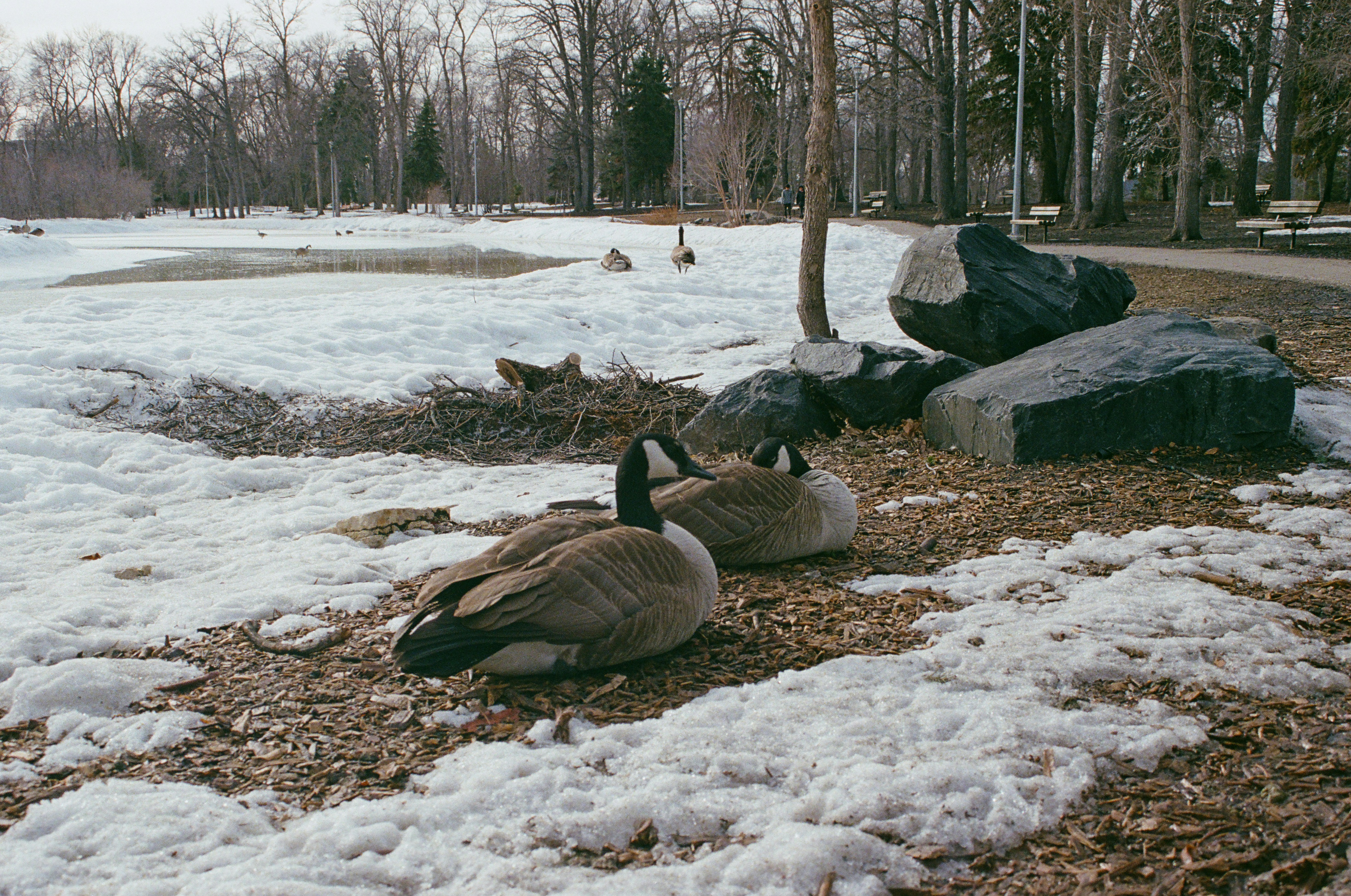 Two Canada geese resting on wood chips beside melting snow in a park