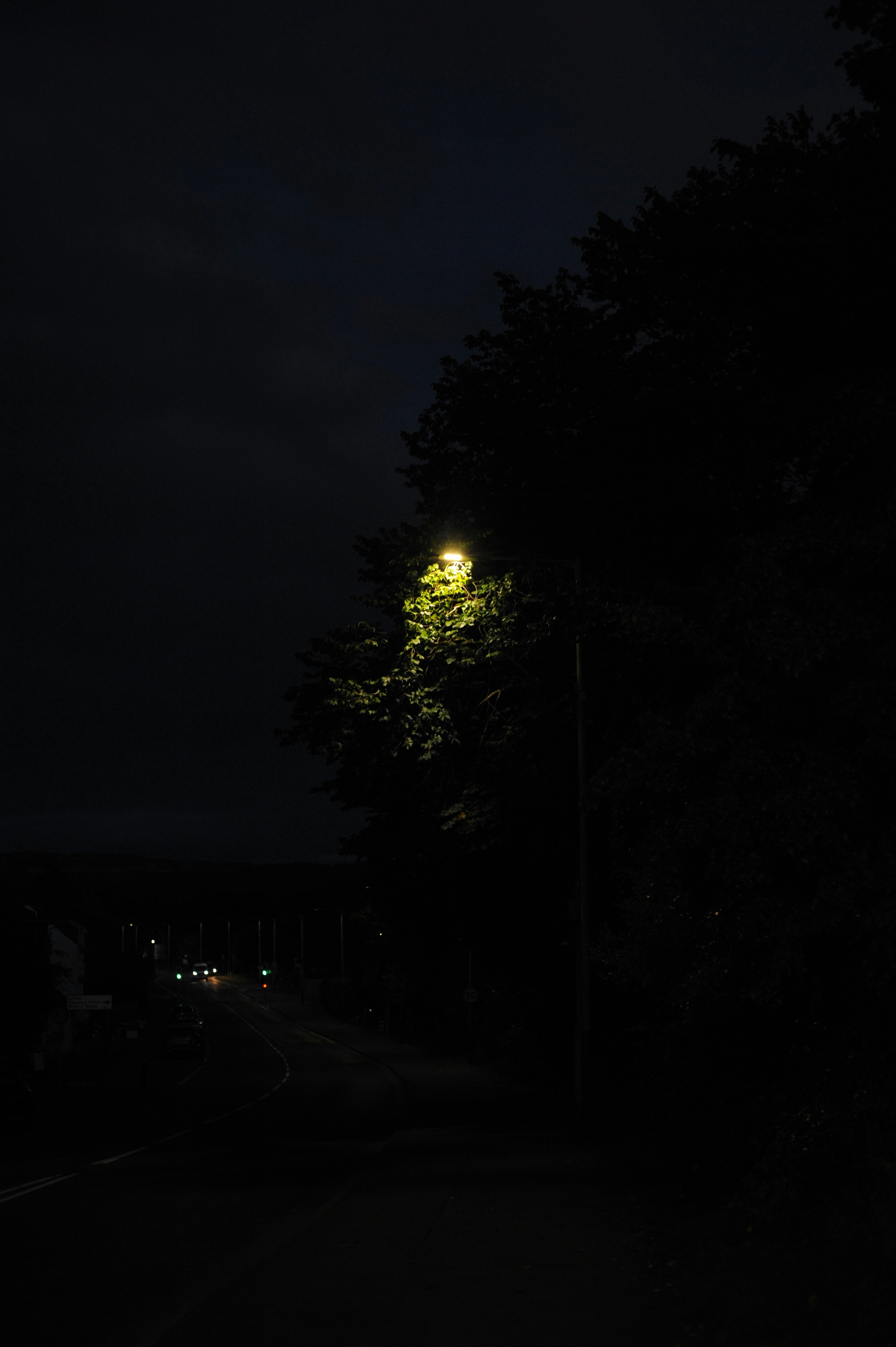 A street lamp illuminating tree leaves against a dark night sky