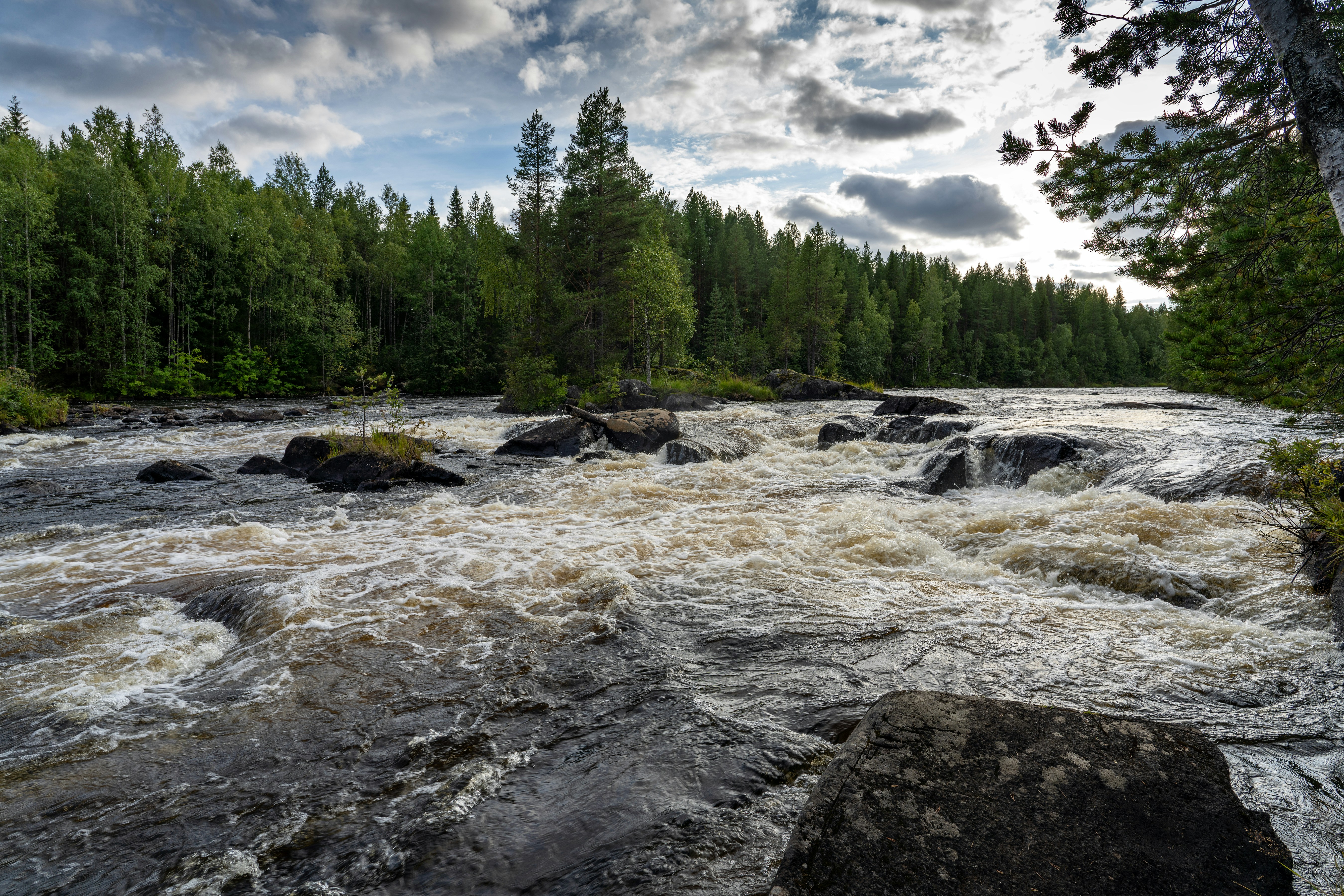 A rushing river with dark rocks and white foam flowing past a pine forest