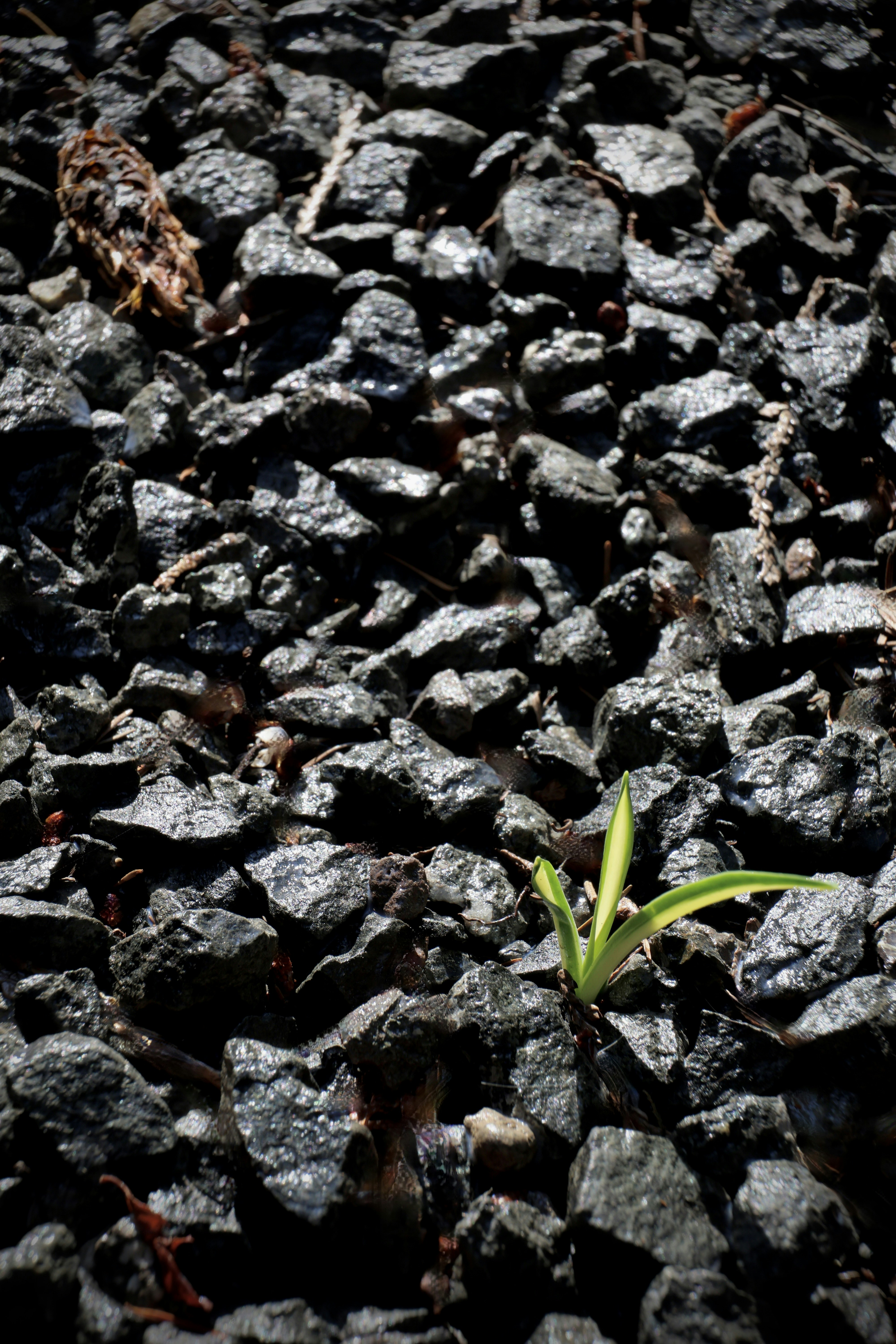 A small green and yellow plant growing through dark wet gravel