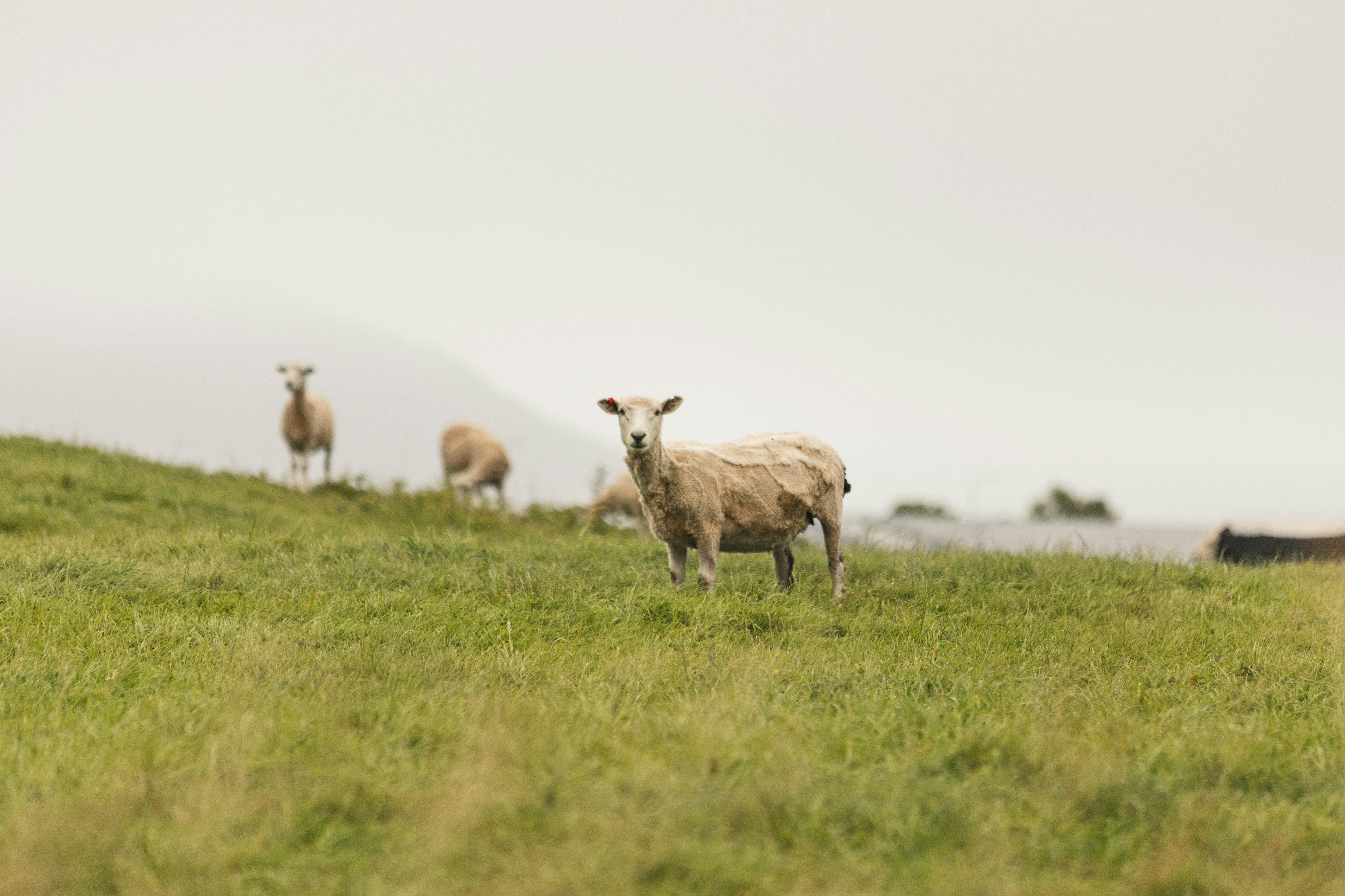 A sheep in a green pasture with other sheep in the misty background