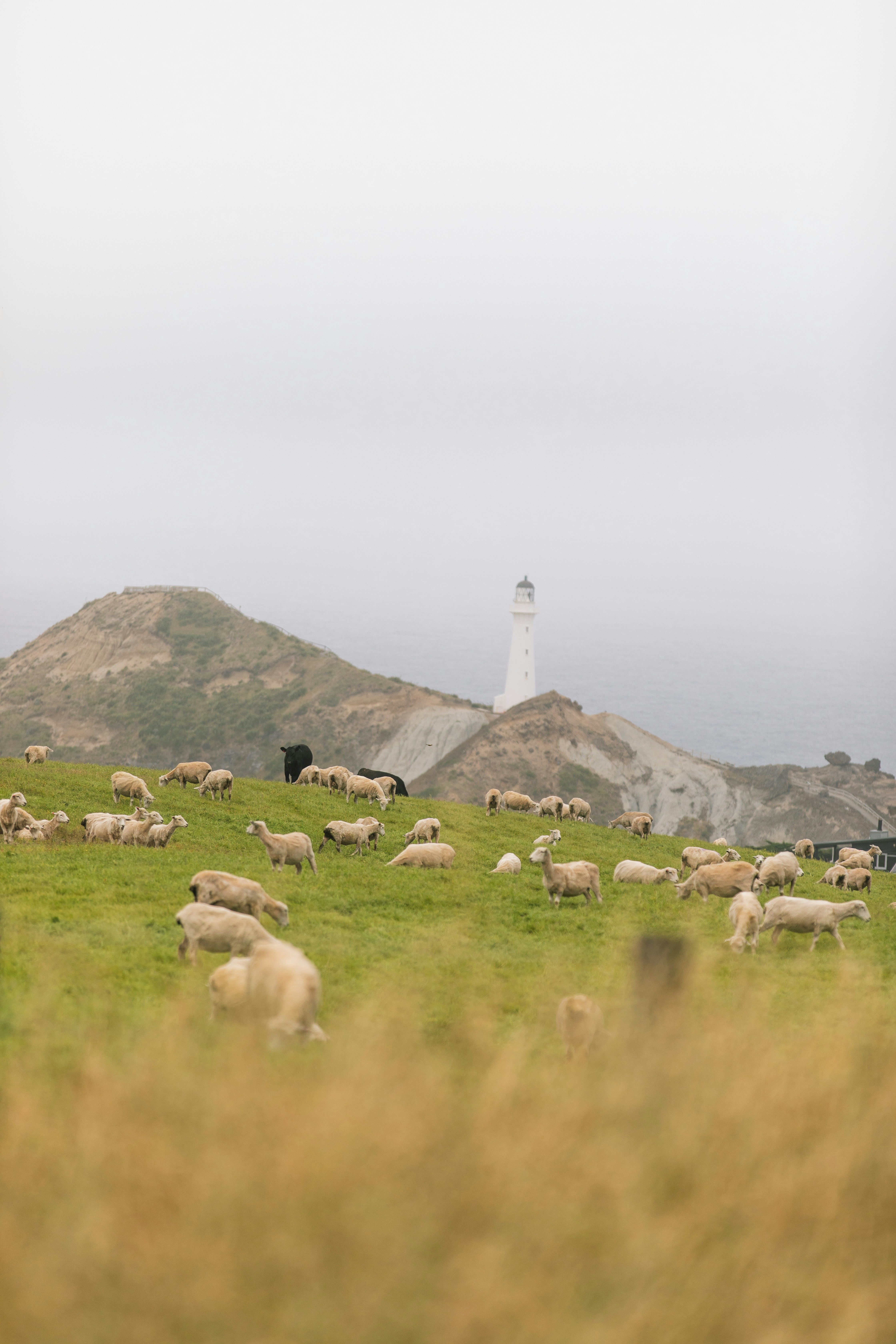 A flock of sheep grazing on a green hillside with a lighthouse in the distance