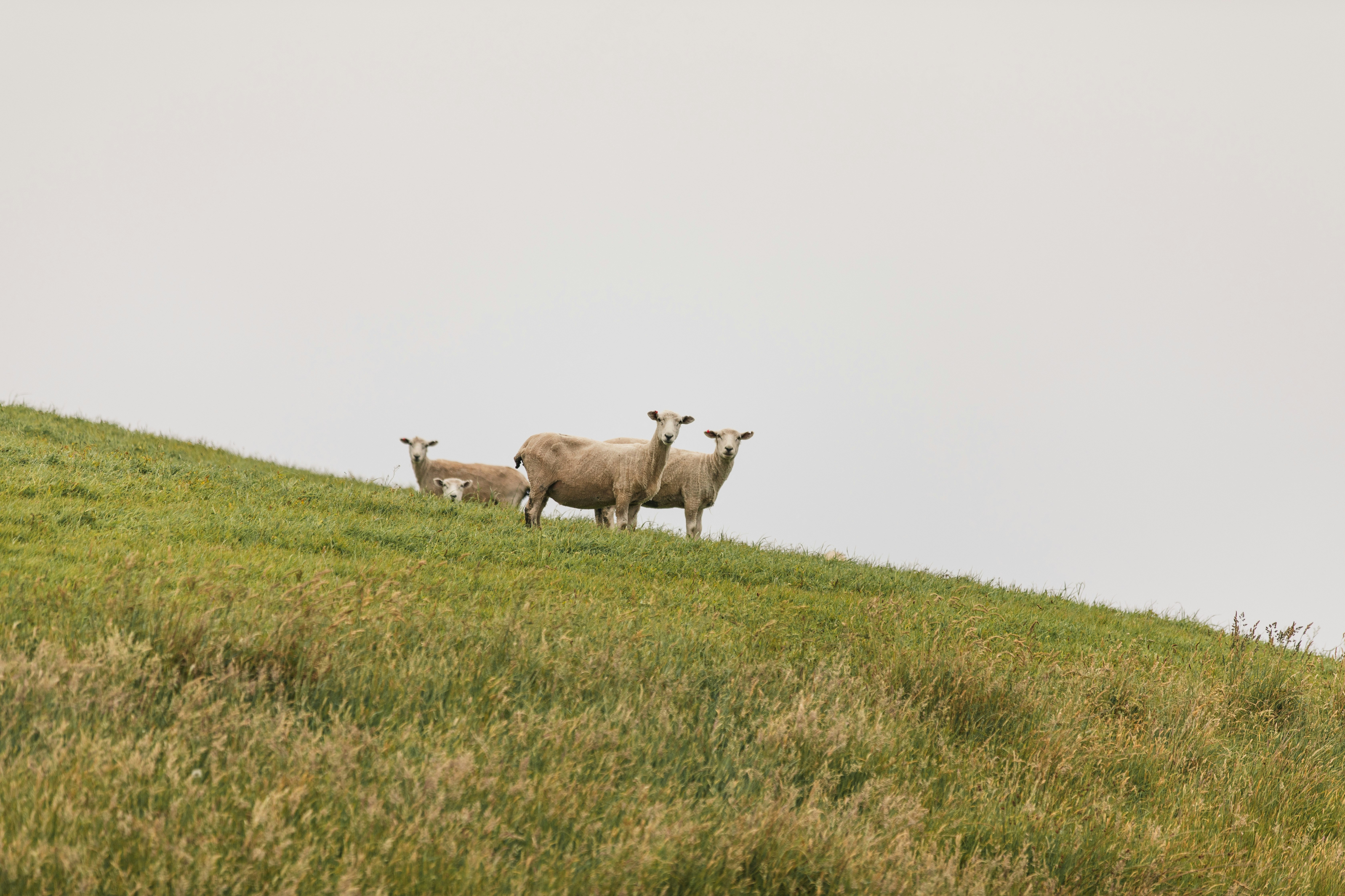 A small group of sheep on a grassy hillside under an overcast sky