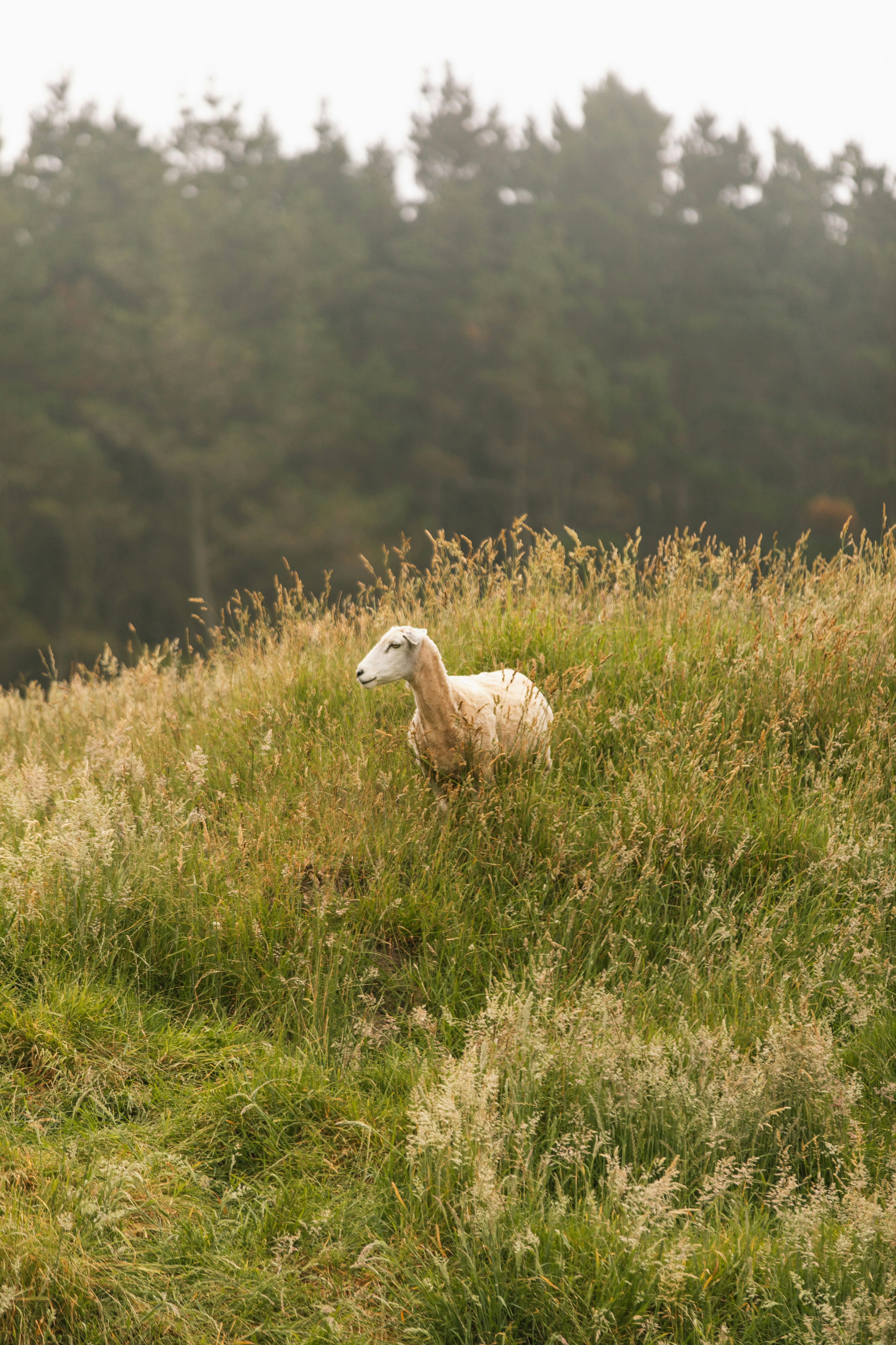 A white sheep standing in a field of tall grass with misty trees behind