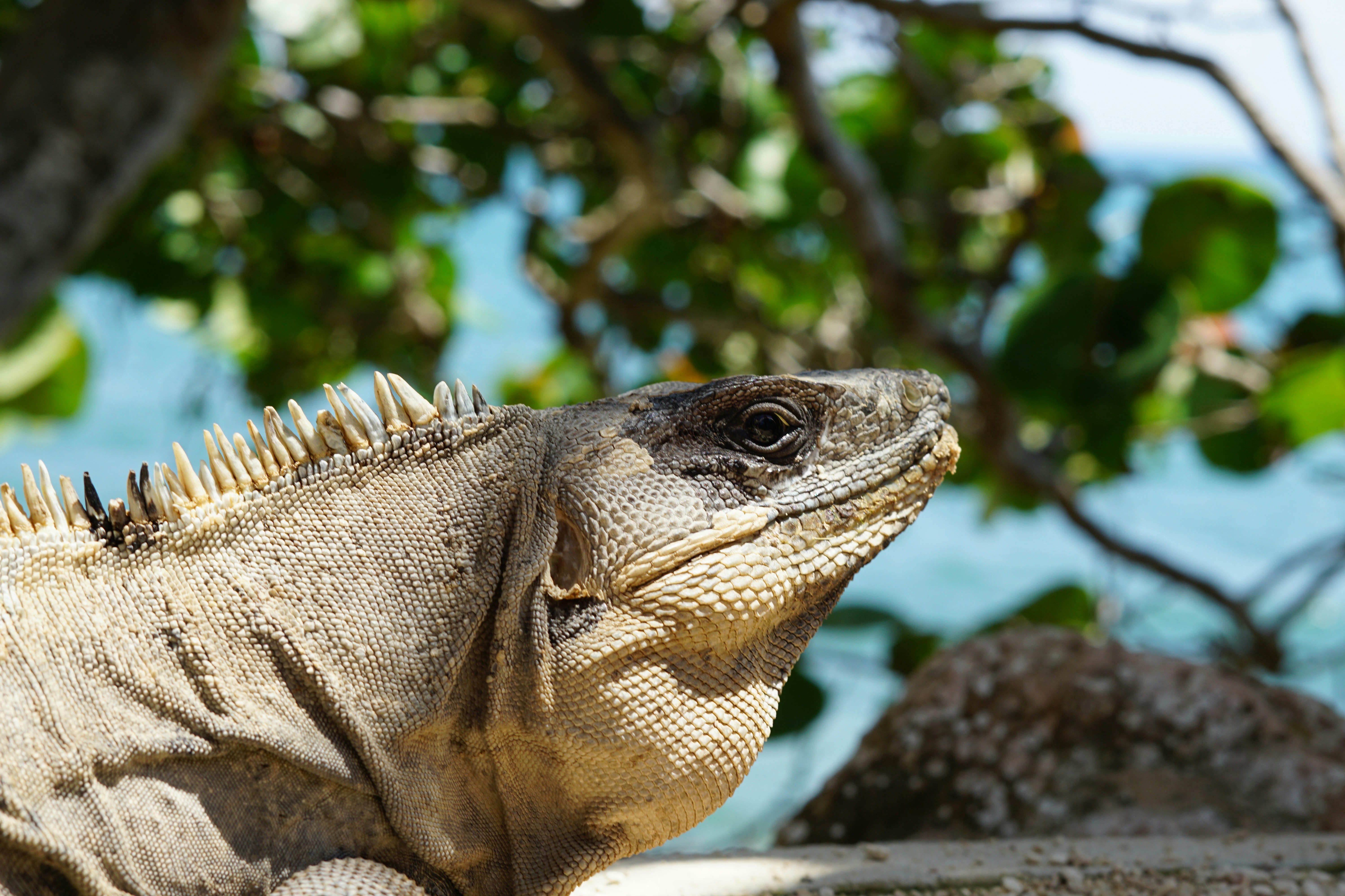 A spiny-tailed iguana in profile against a background of green leaves and blue water