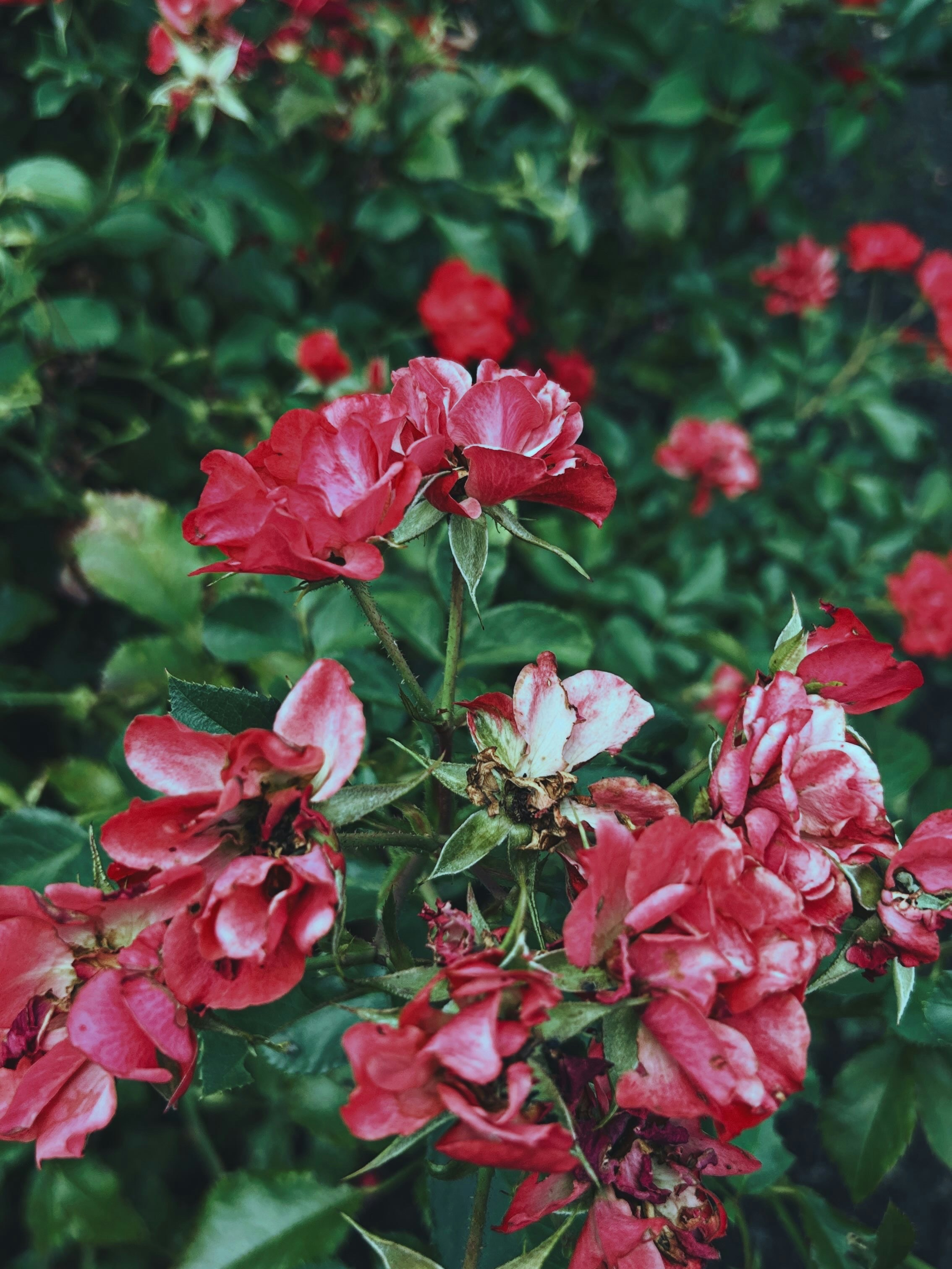 Des grappes de roses rouges et blanches fleurissant parmi les feuilles vertes dans un jardin