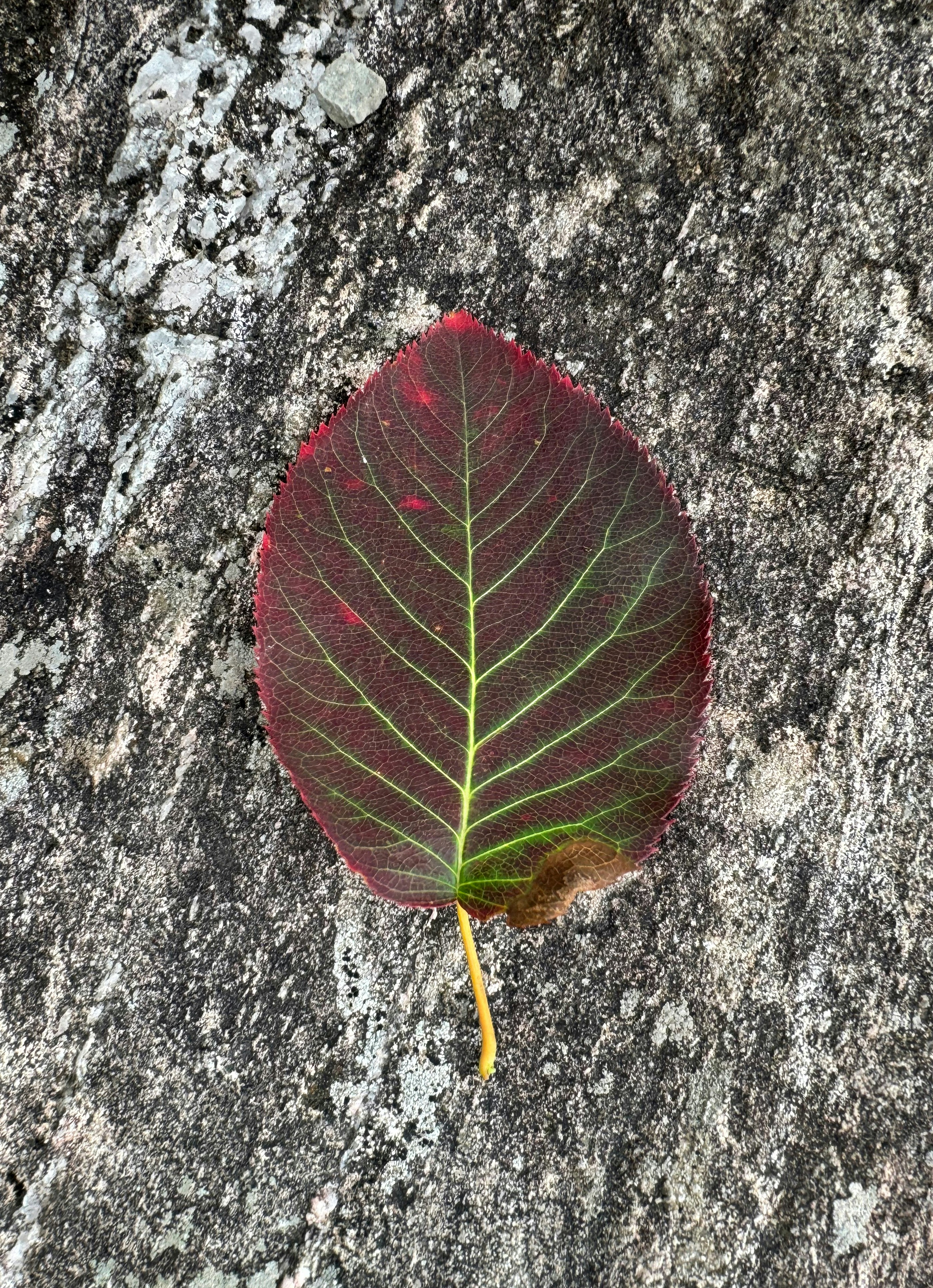 Vibrant Autumn Leaf With Bright Green Veins On Textured Rock