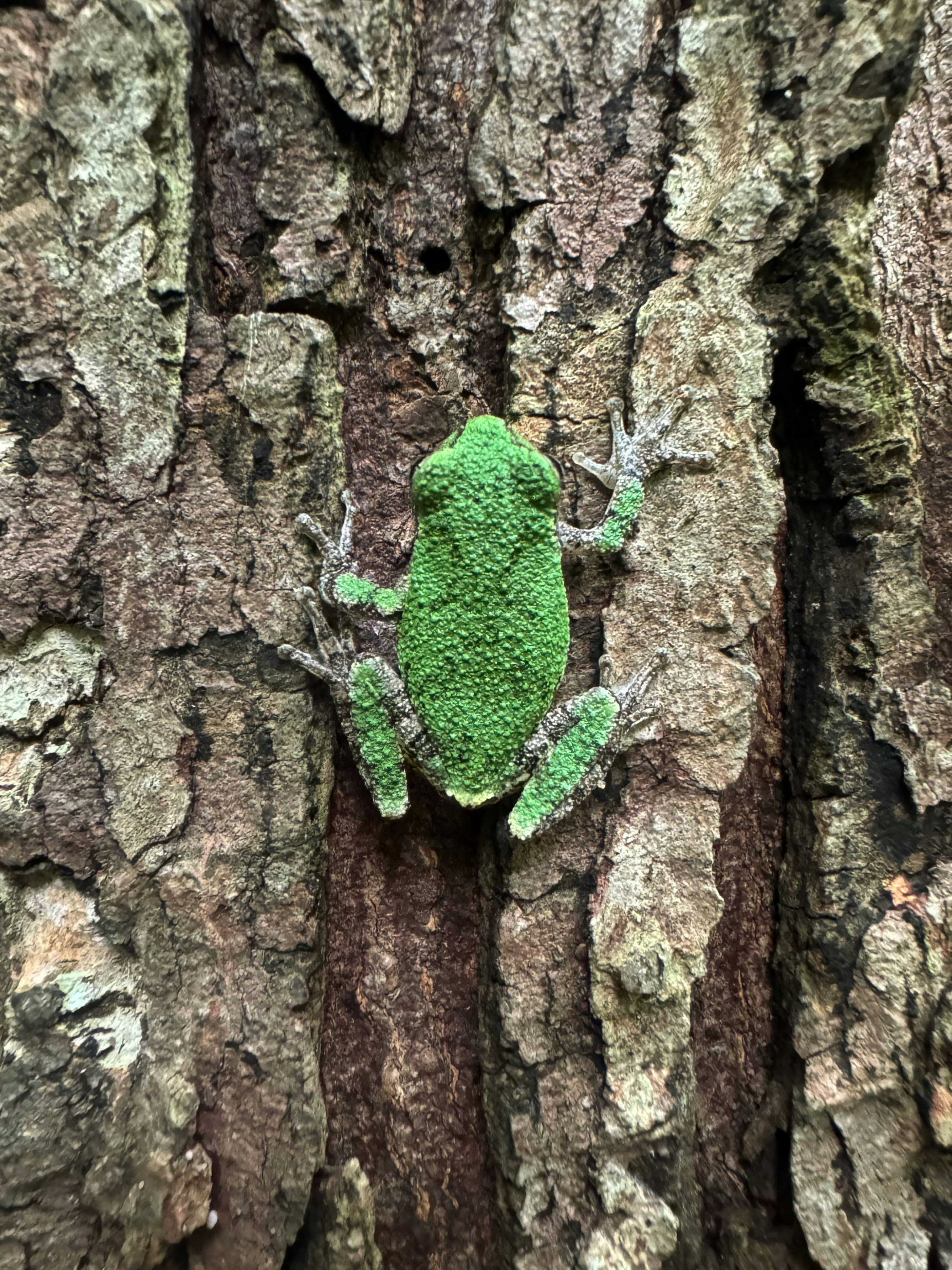 Vibrant Green Tree Frog Hanging on Tree