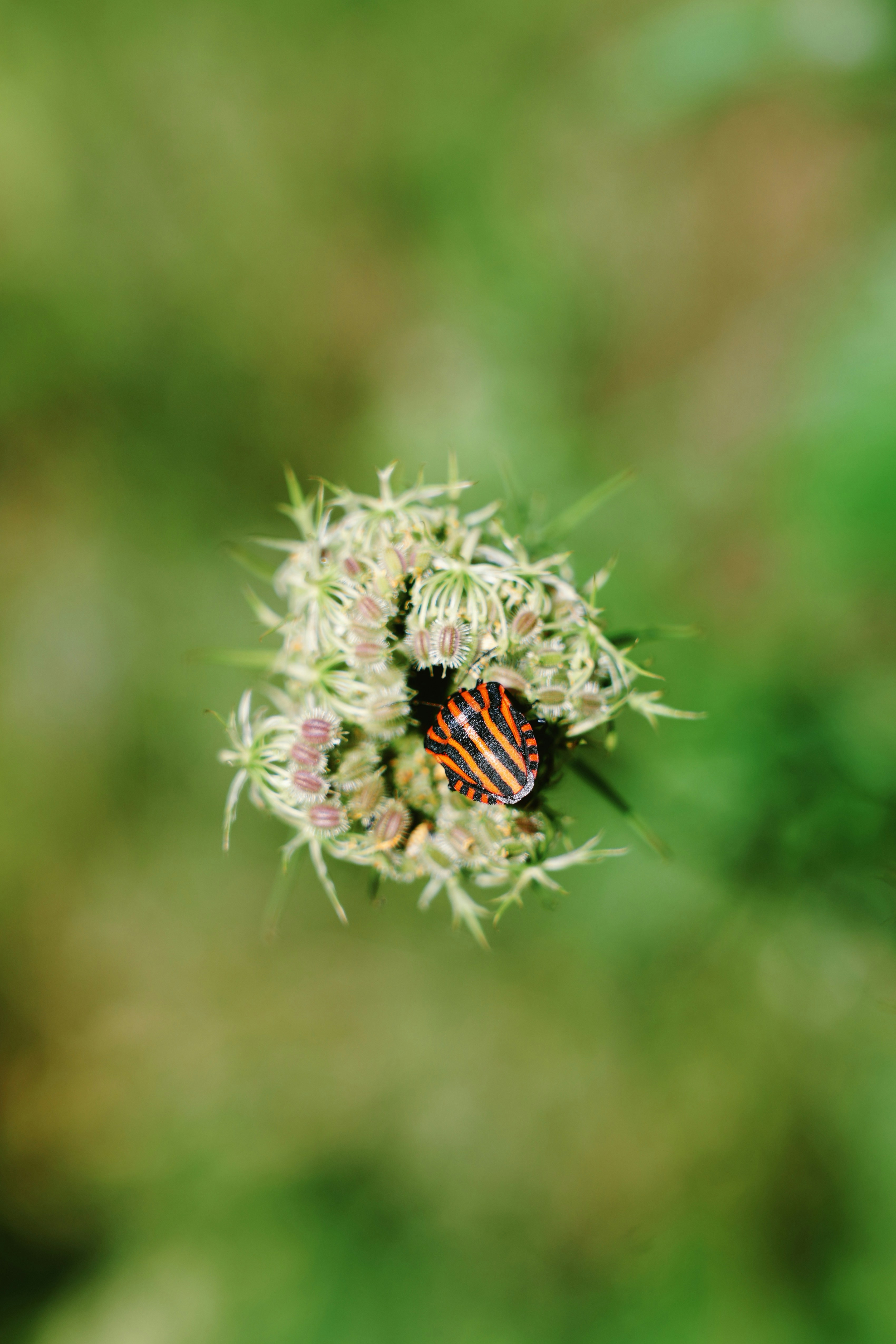 A striped shield bug on a white wildflower against a blurred green background