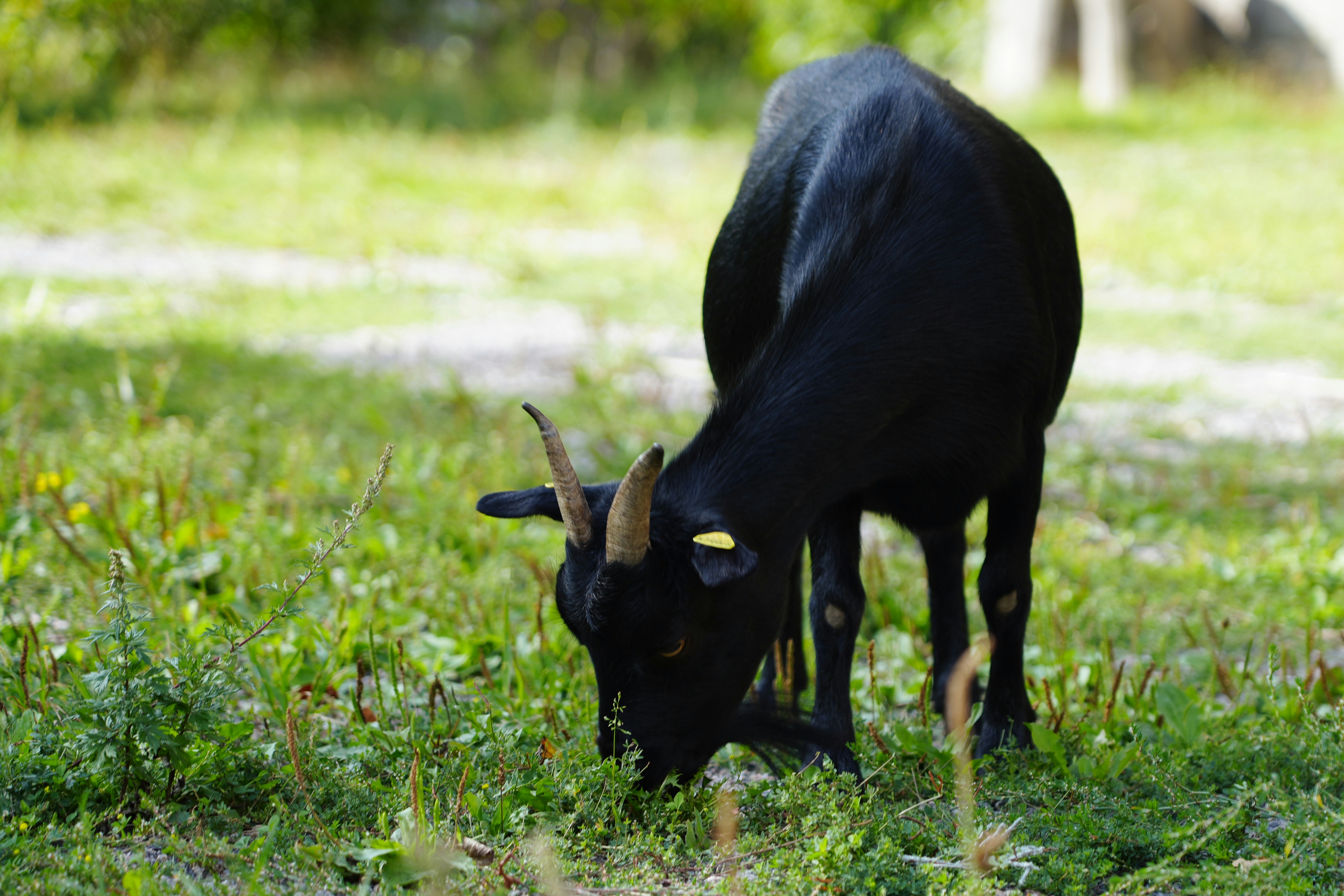 A black goat with small horns grazing in a green grassy field