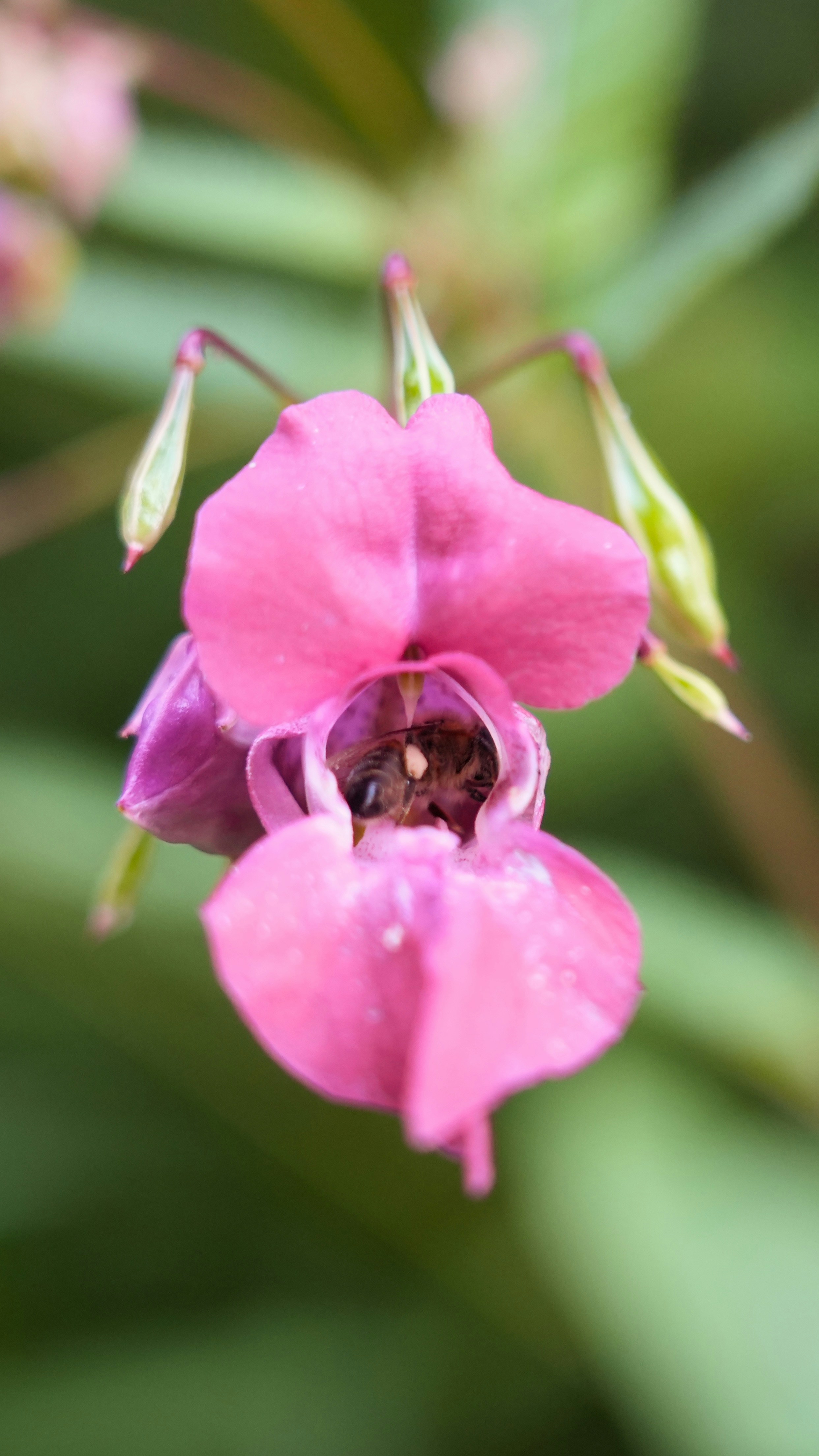 A honeybee inside a pink Himalayan balsam flower against a soft green background