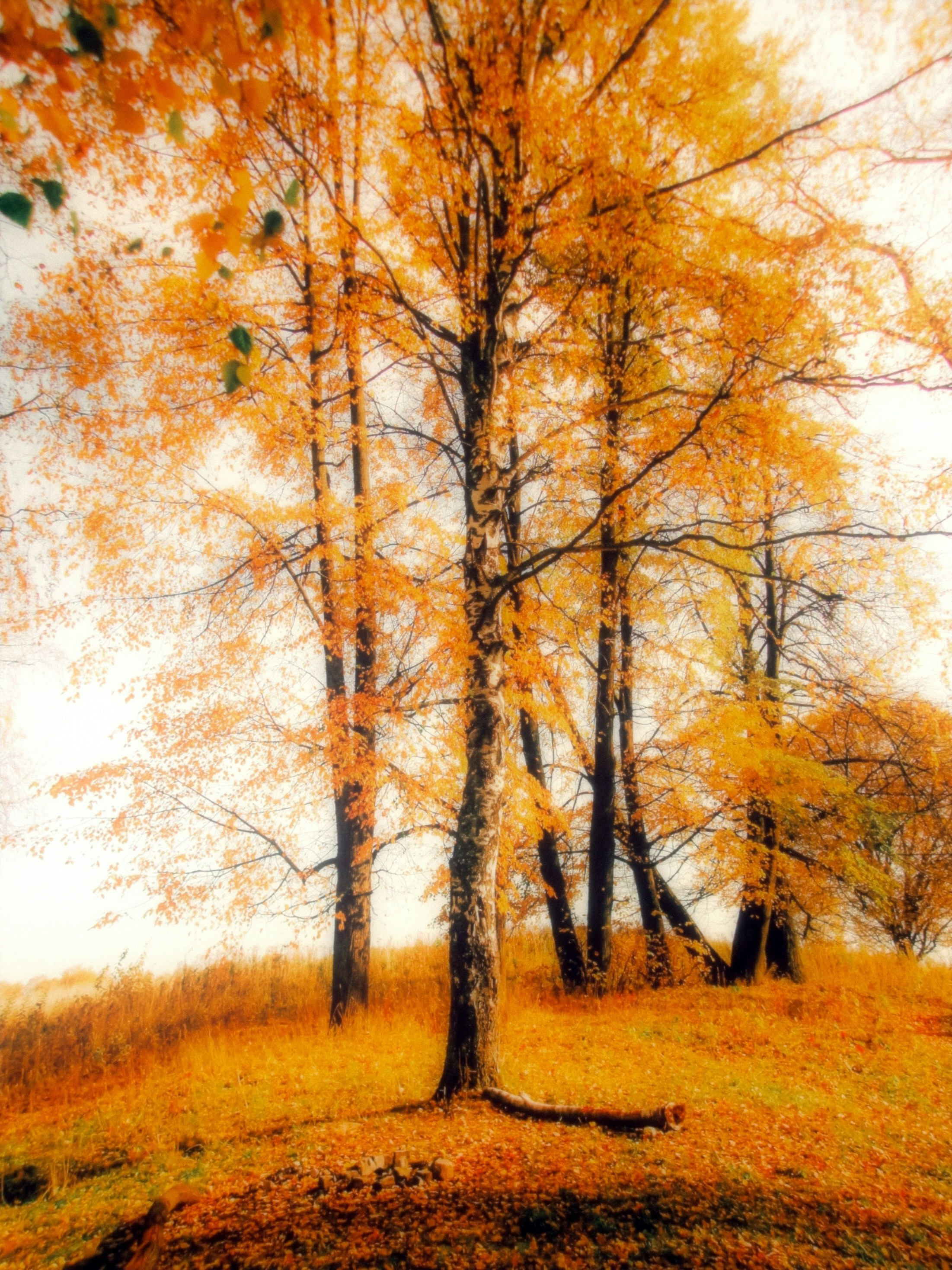 Birch trees with golden autumn leaves on a grassy hill in soft light