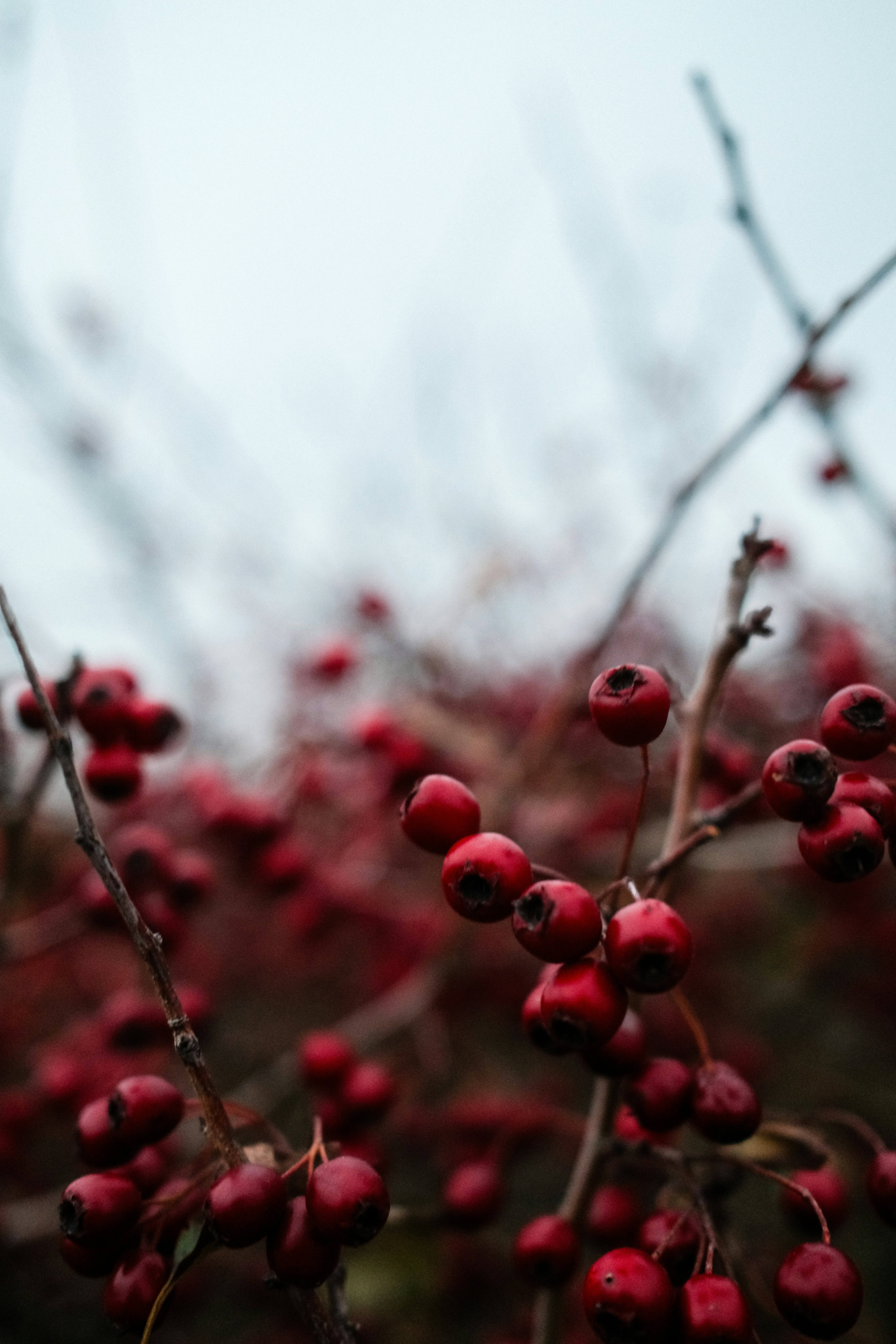 Clusters of small red hawthorn berries on thin branches against a pale sky