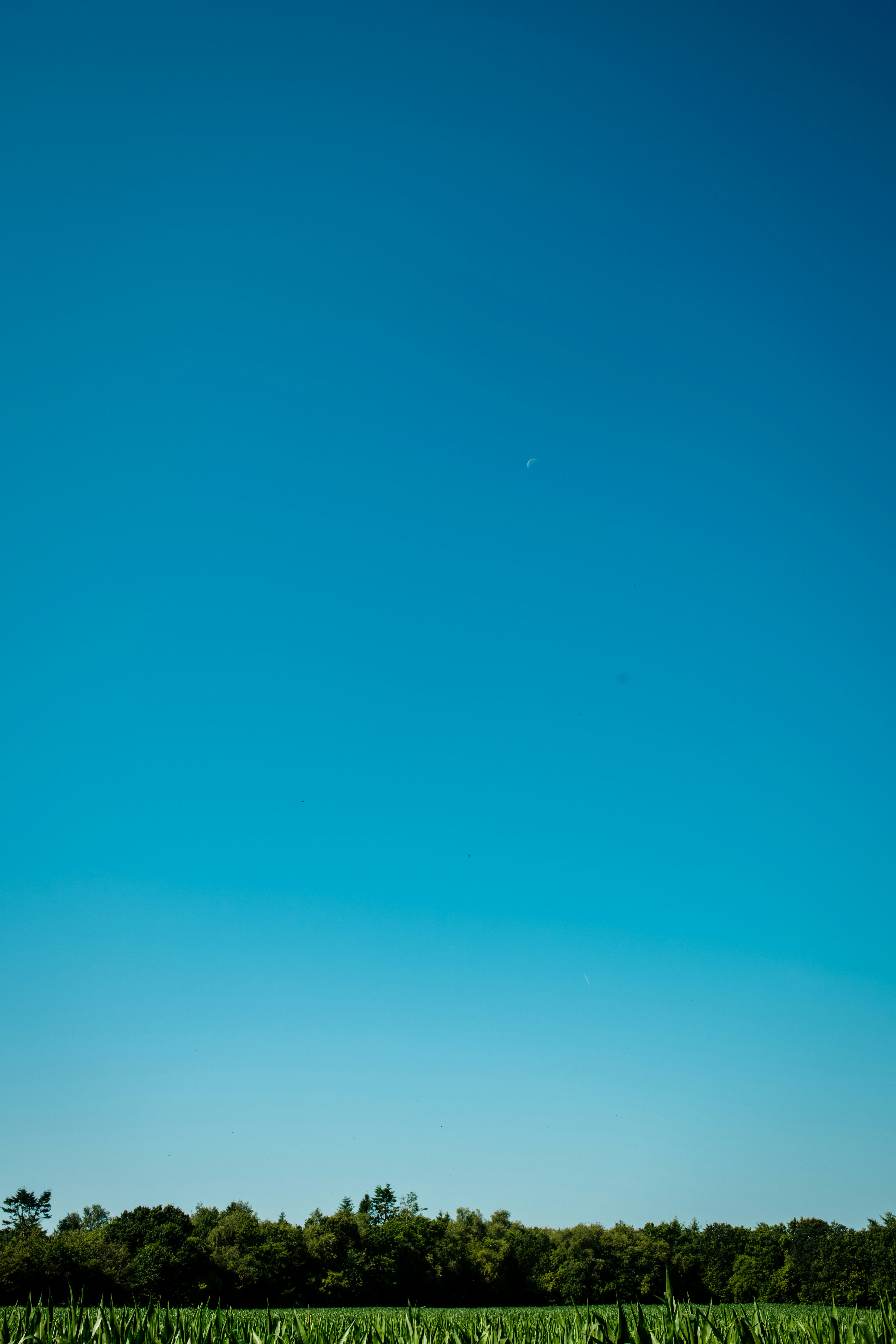 A thin crescent moon in a clear blue sky above a green forest
