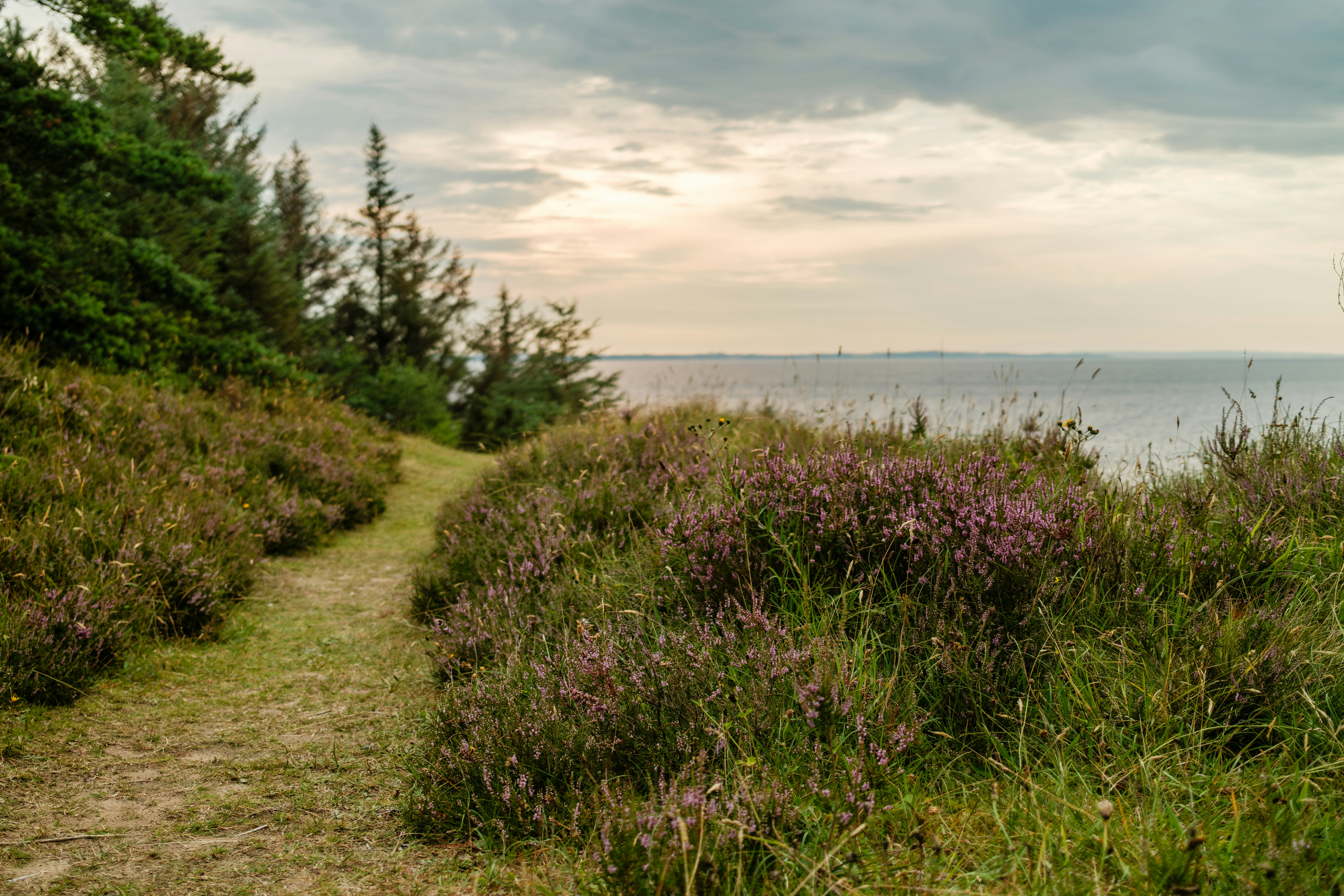 A dirt path winding through purple heather beside a forest and the sea