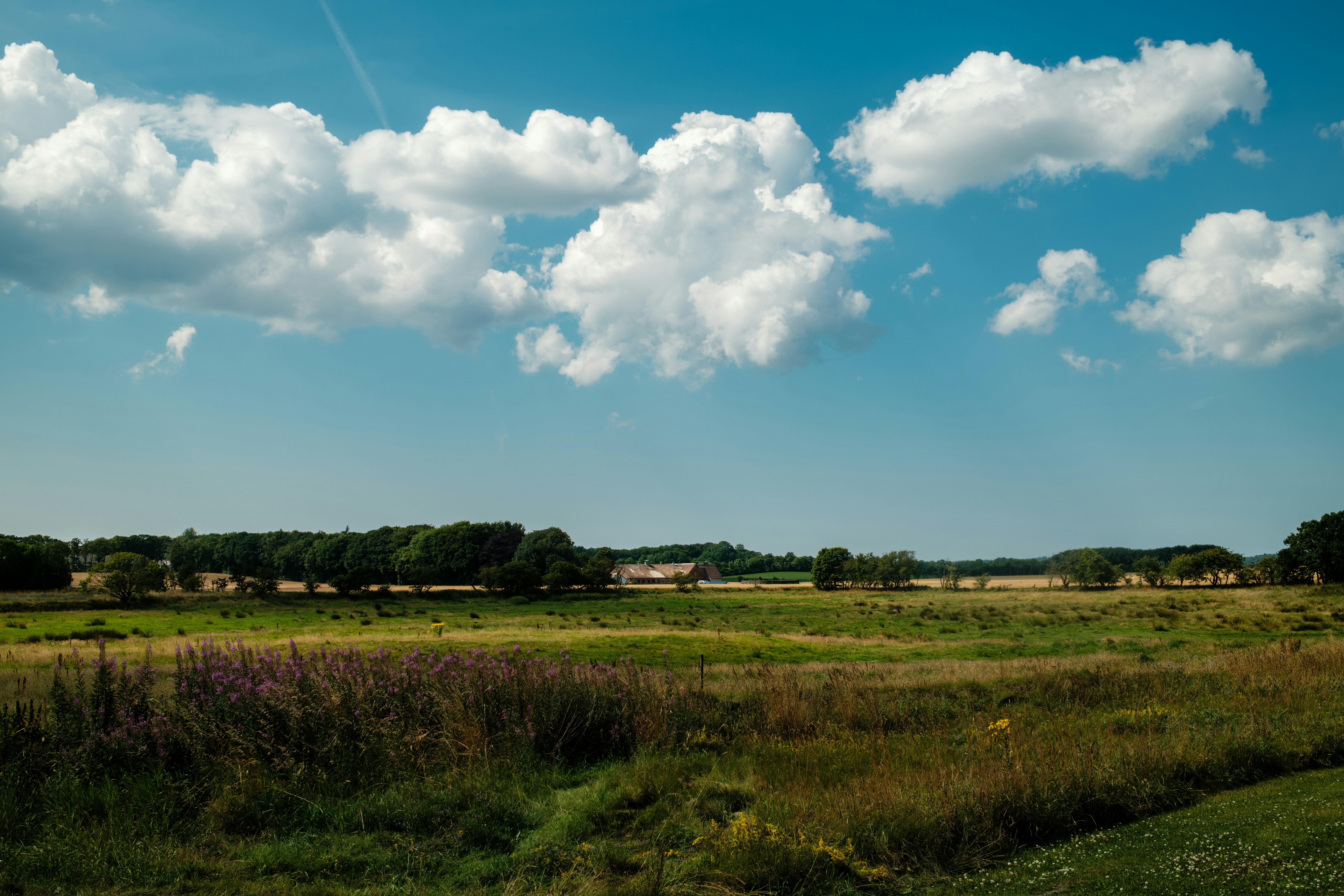 A rural landscape with purple wildflowers in a meadow under a blue sky
