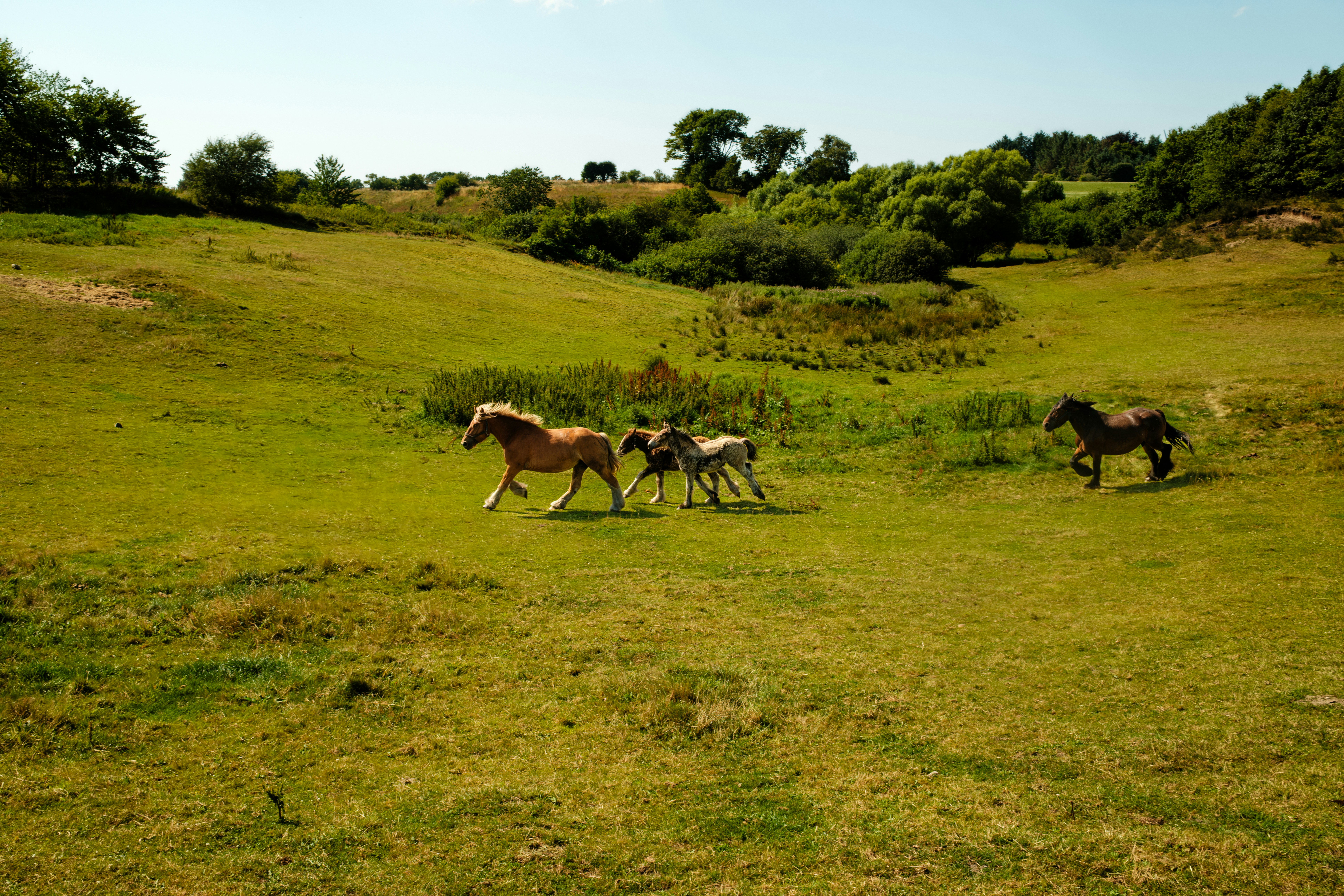 A group of horses running across a sunlit green meadow with rolling hills