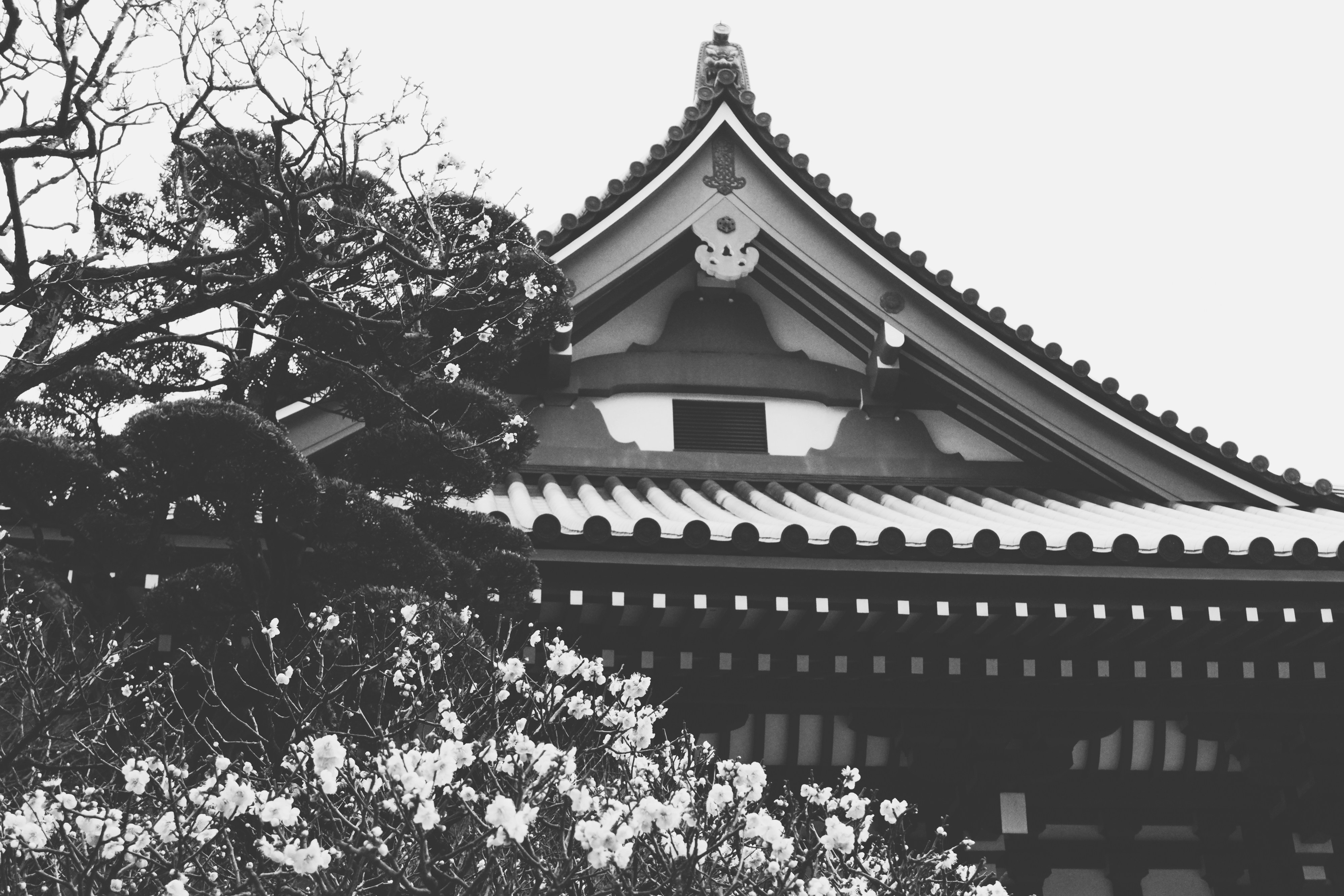 Temple roof with flowering branches - Free Photo on Unsplash