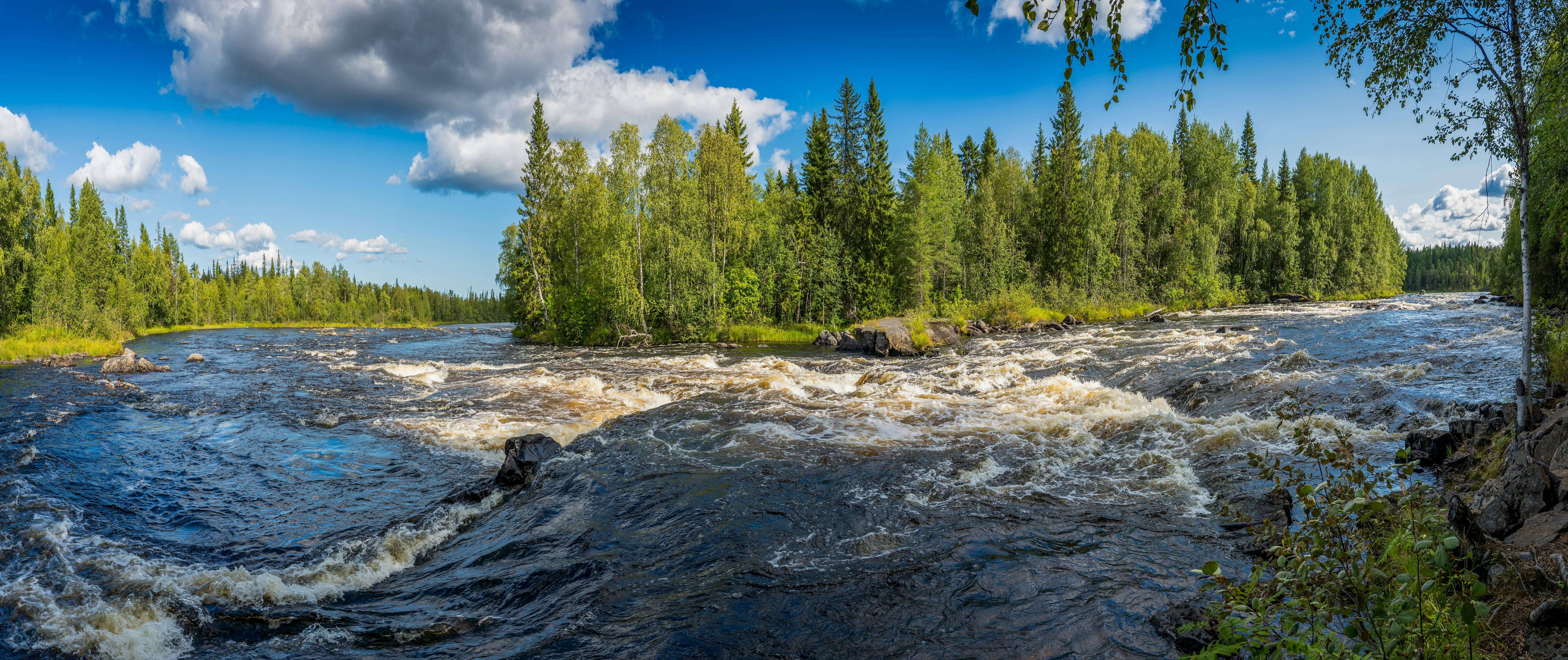 A wide river with rushing rapids flowing past a dense green forest