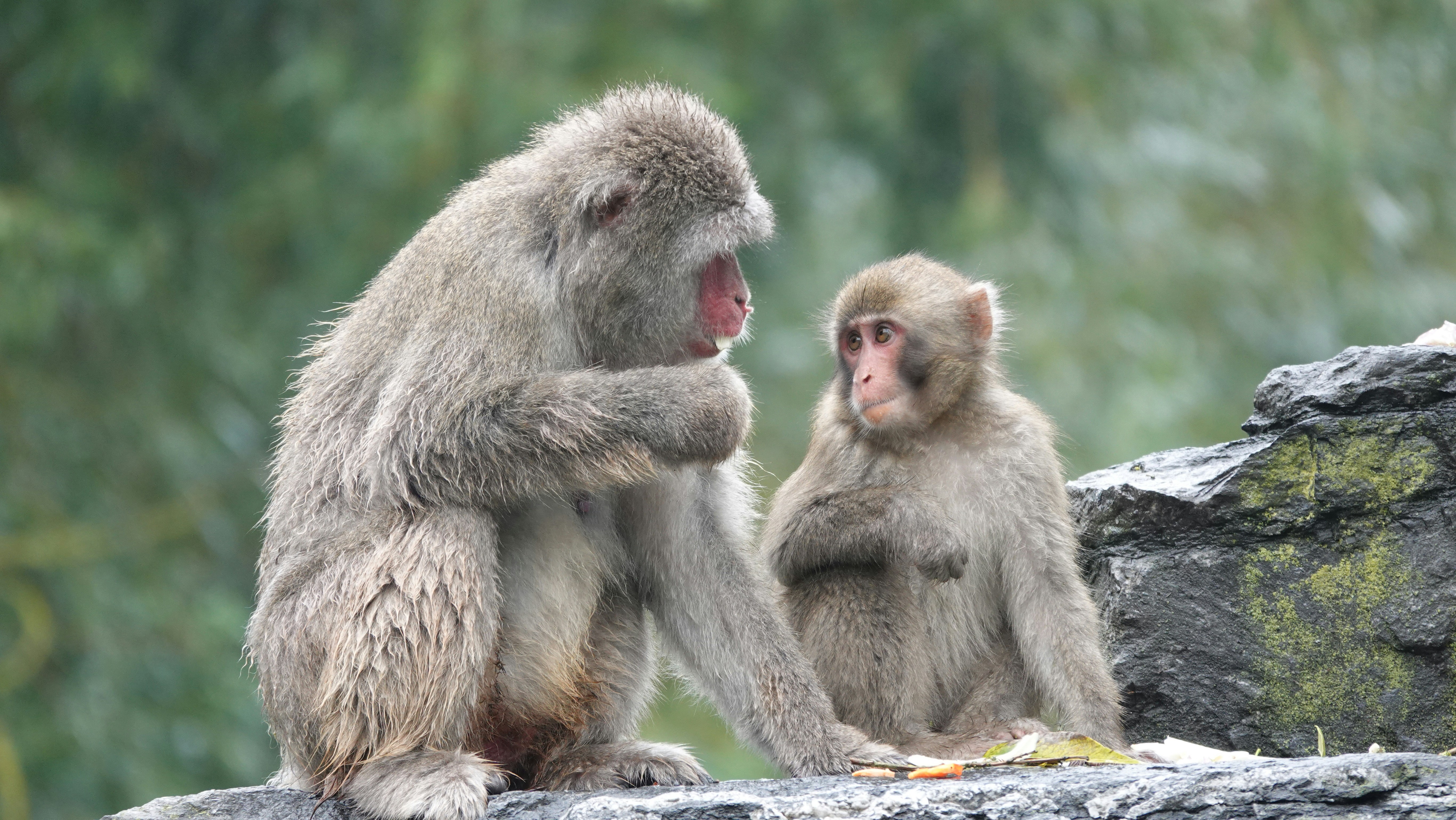 Two Japanese macaques on a rocky surface with a blurred green background