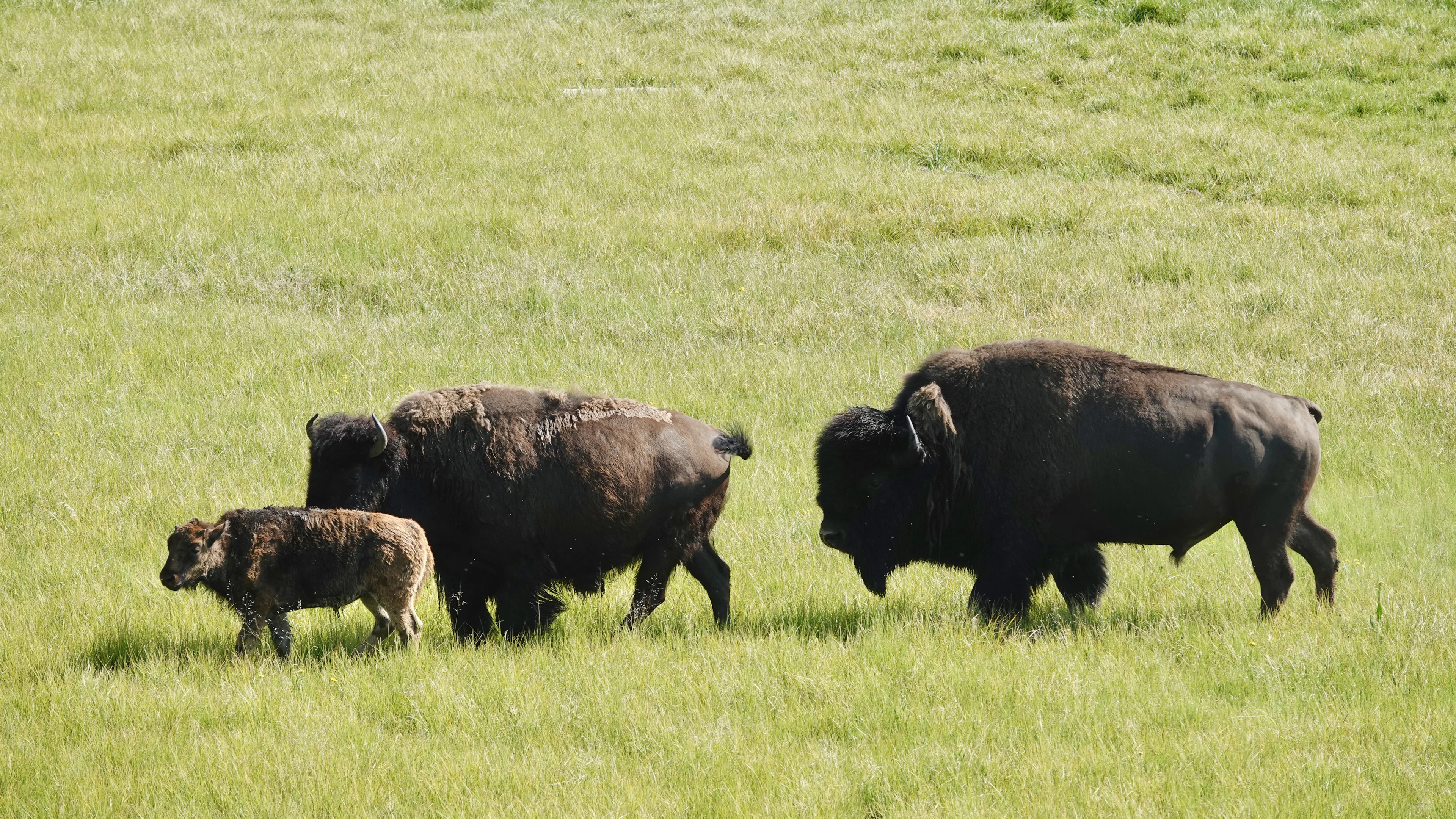 Two adult bison and a calf crossing a green meadow in Yellowstone