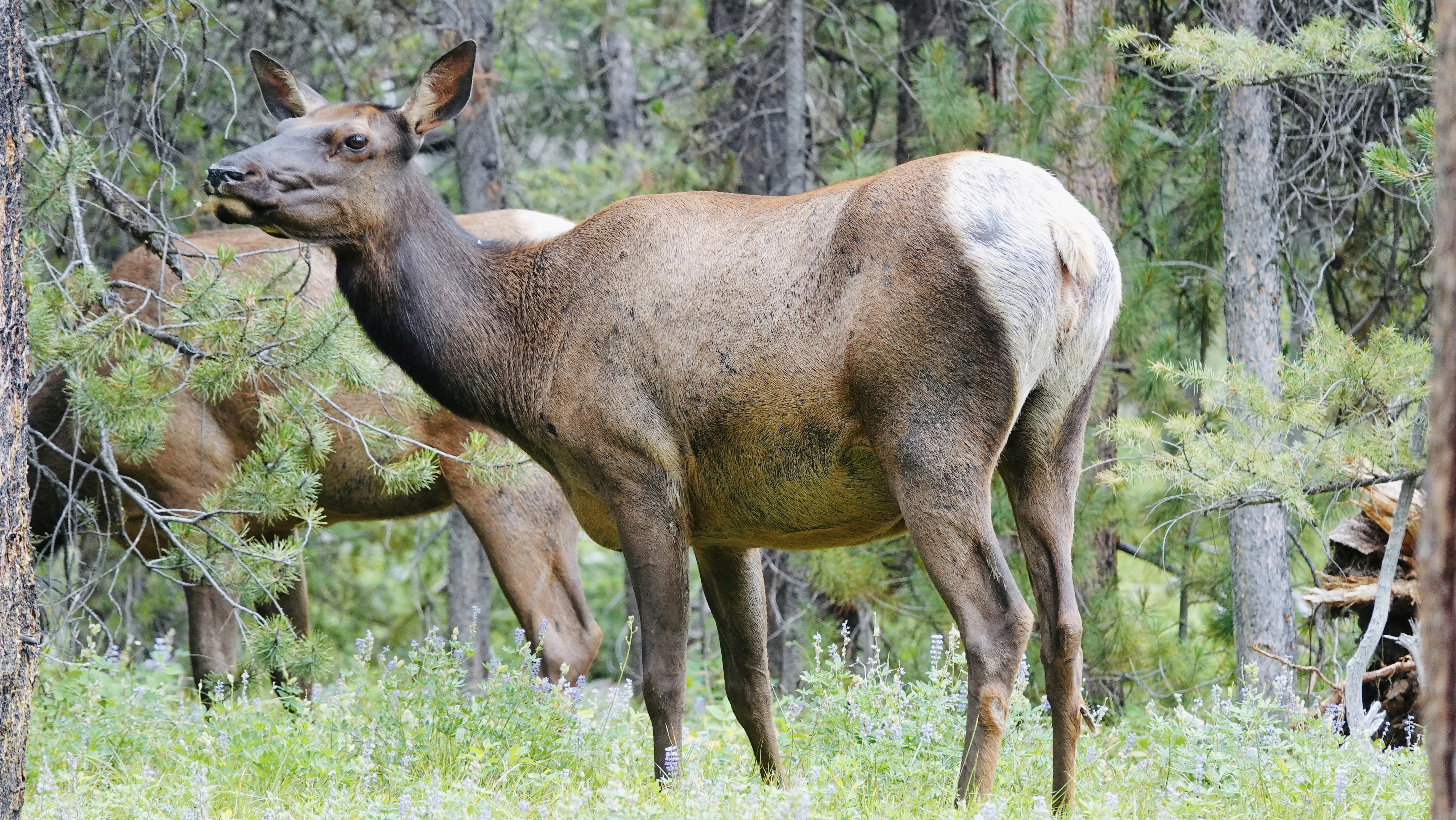 Two elk grazing in a pine forest with green grass and wildflowers