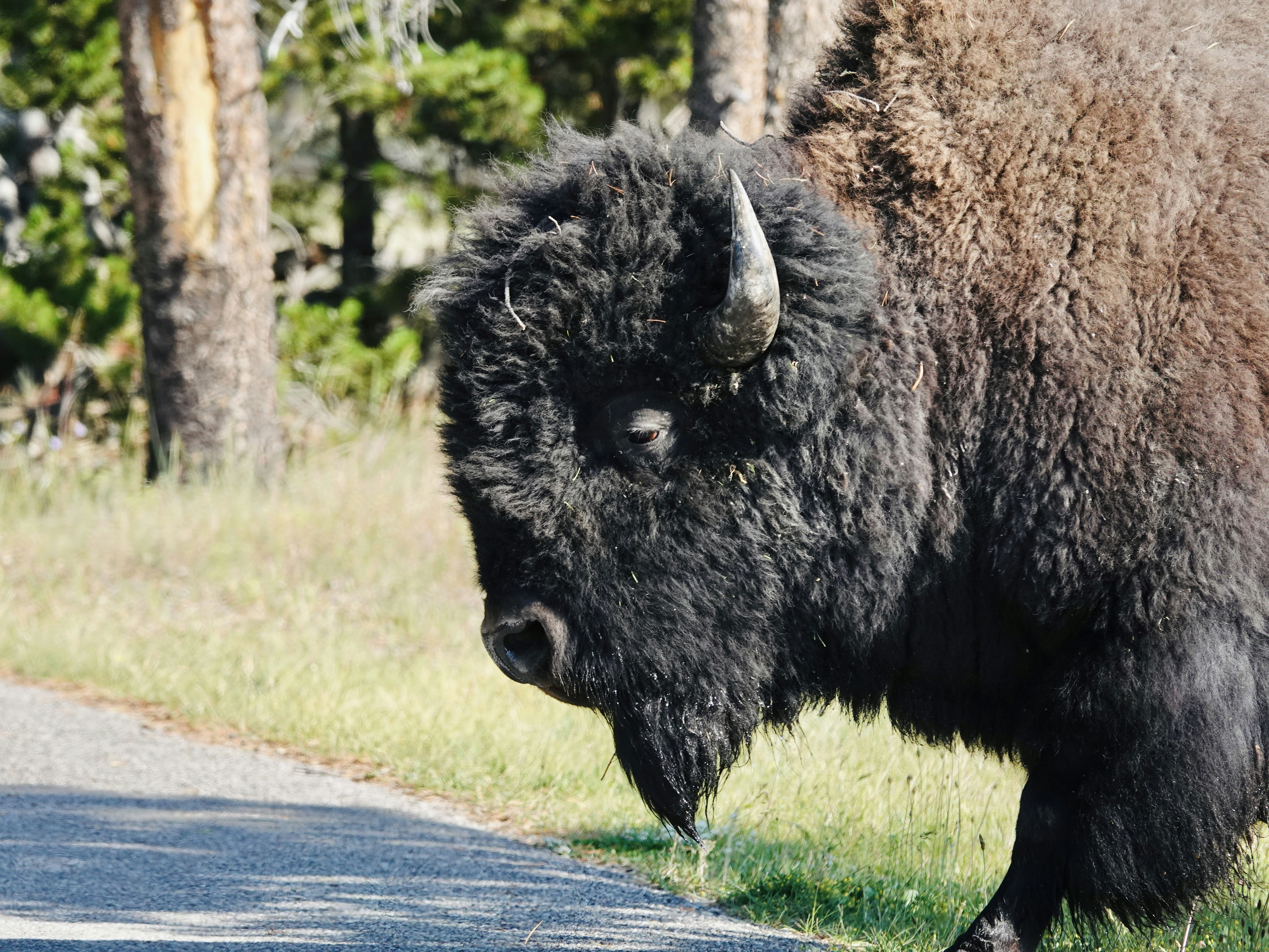 A large American bison with thick dark fur beside a paved road