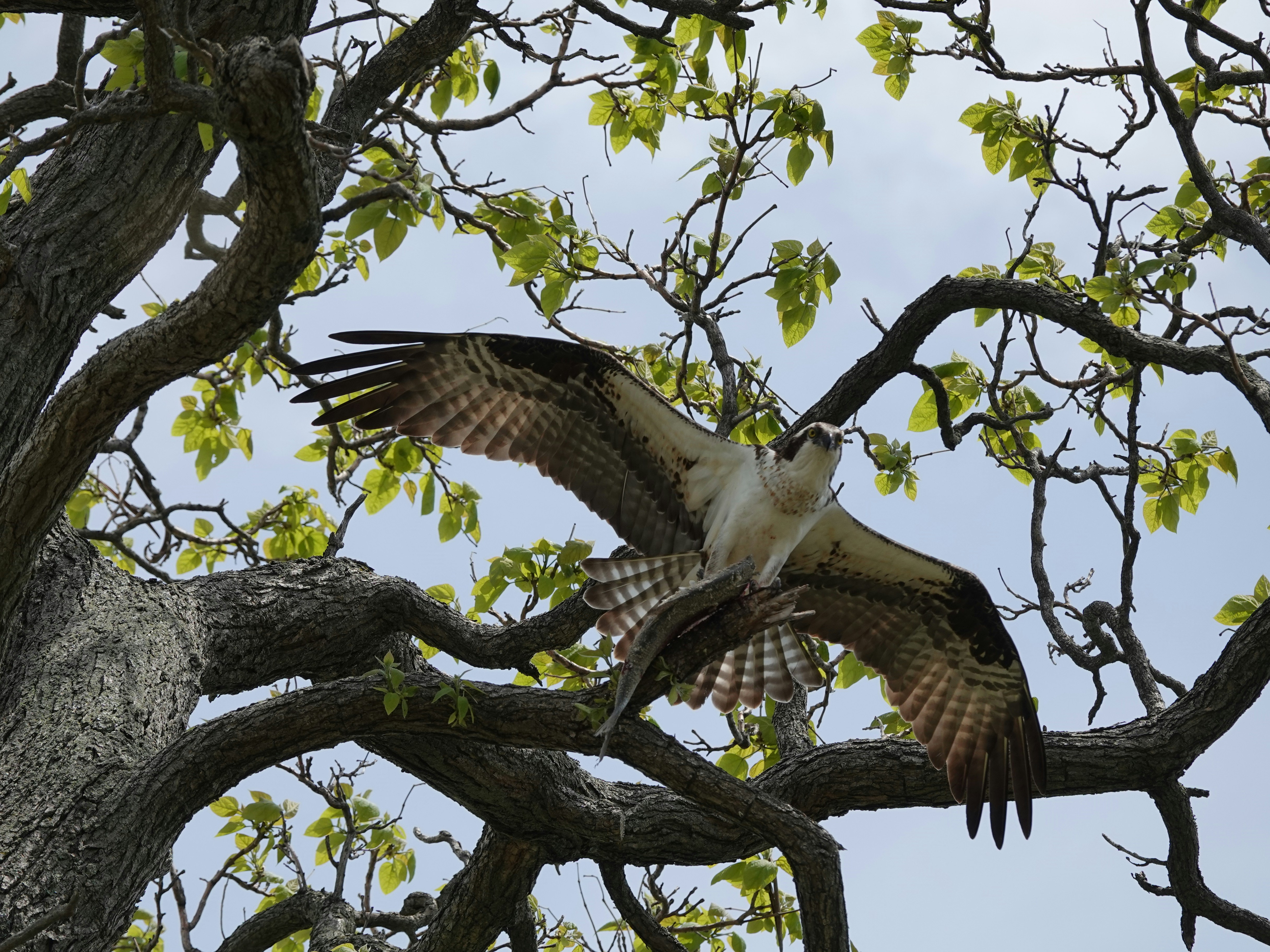 An osprey with wings spread wide perched on a branch in a tree
