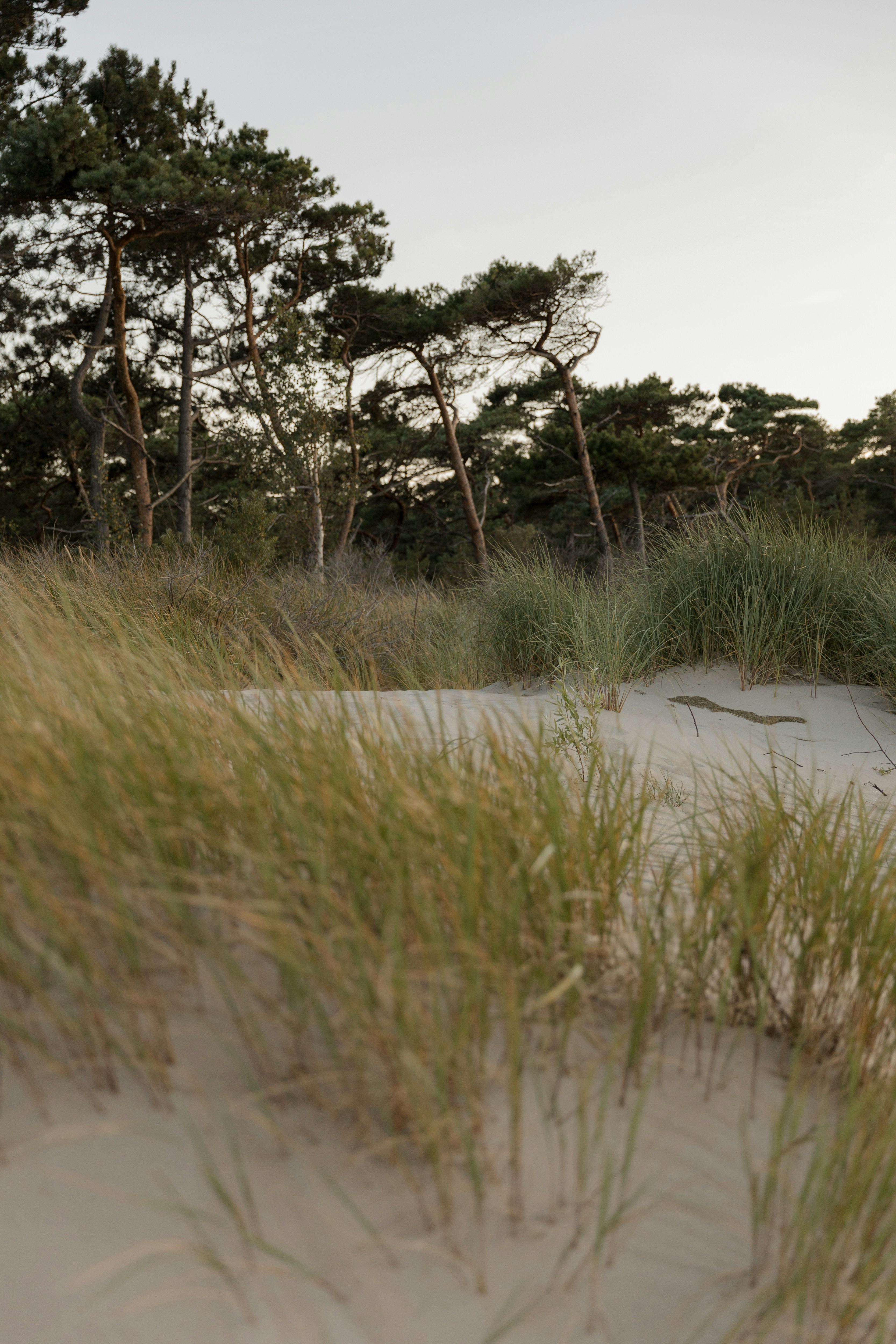 Tall green grass growing on sand dunes with pine trees in the background