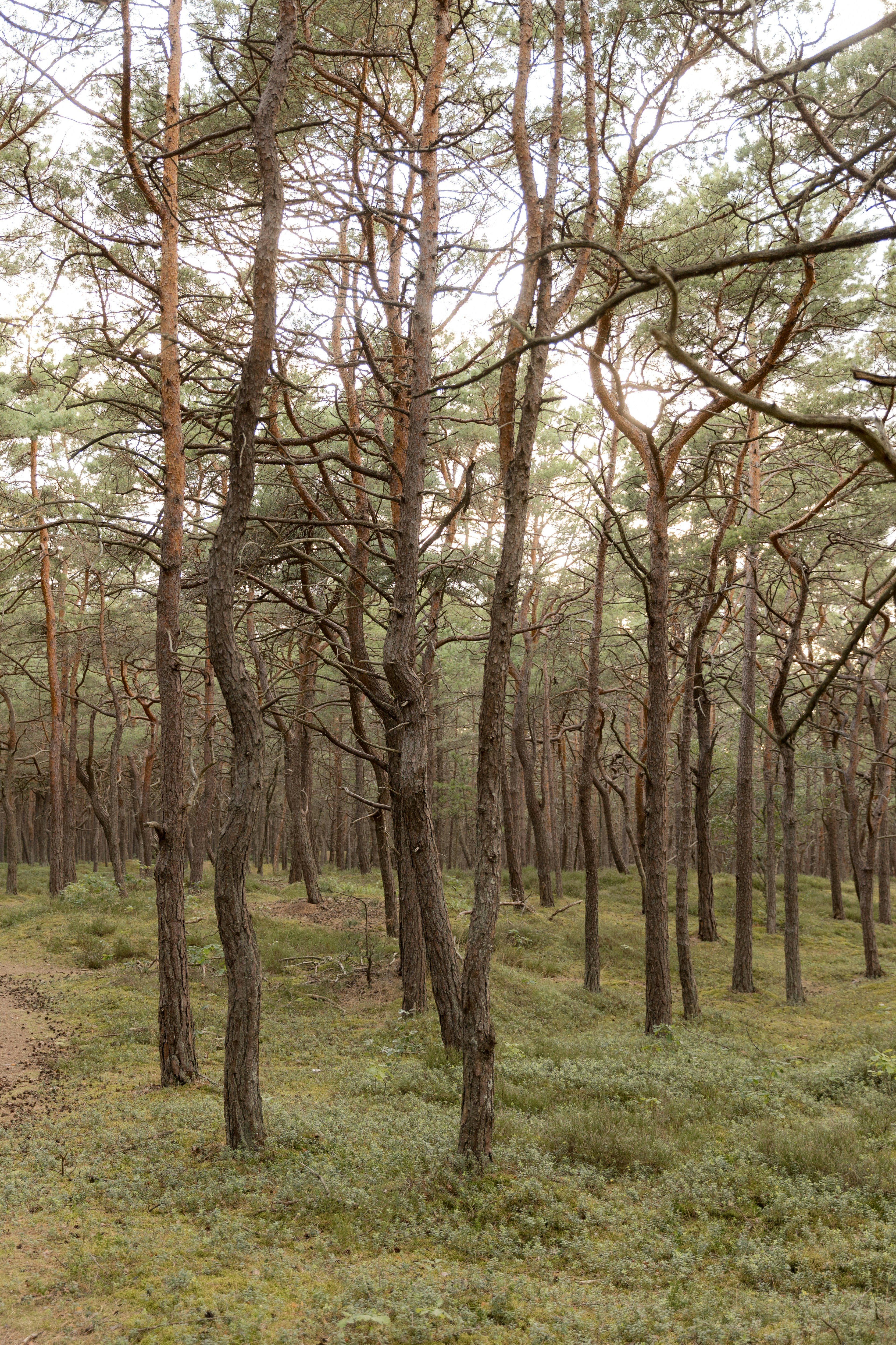 Tall pine trees with curved trunks in a forest with a mossy floor