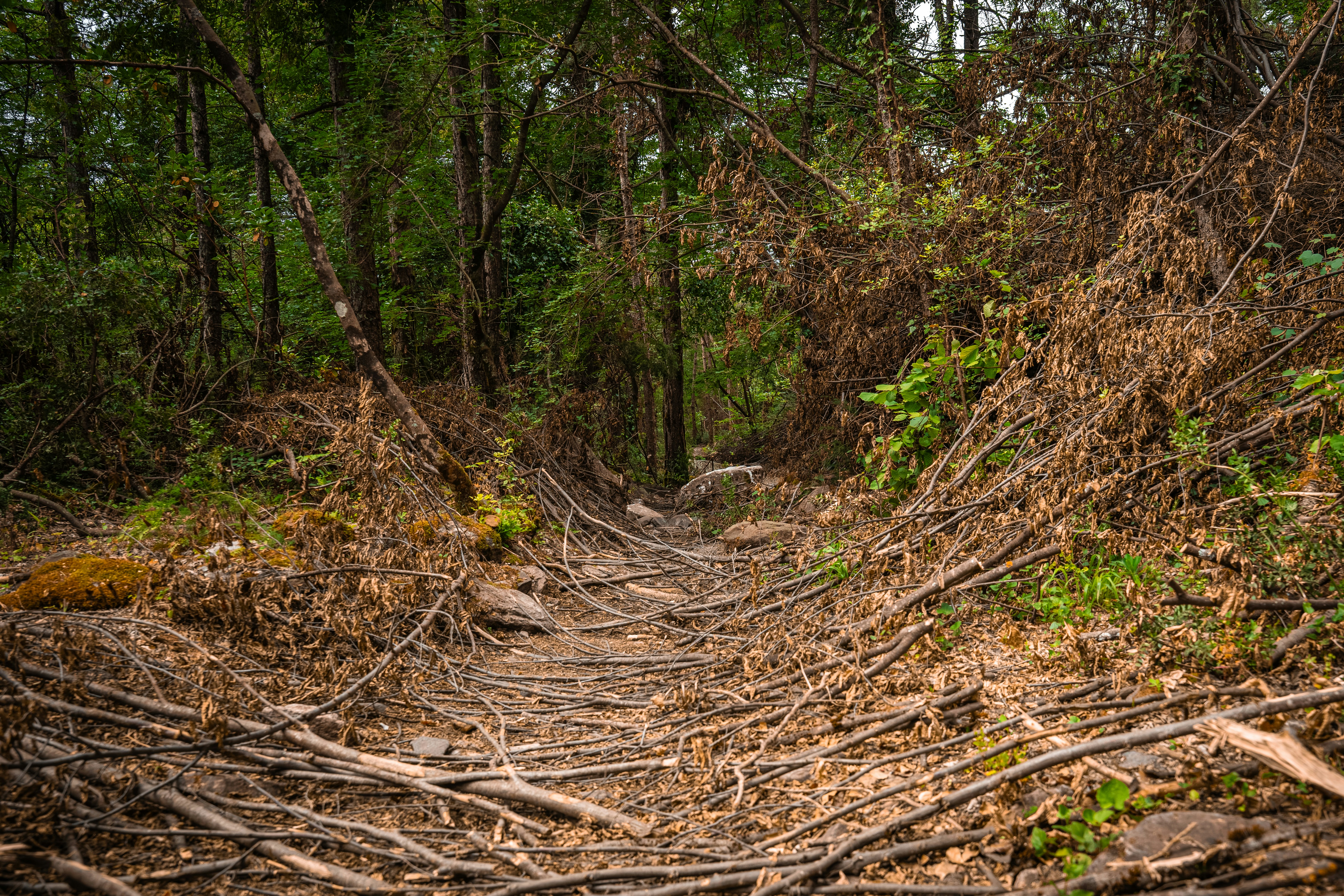A narrow dirt path covered in fallen dry branches through a dense forest