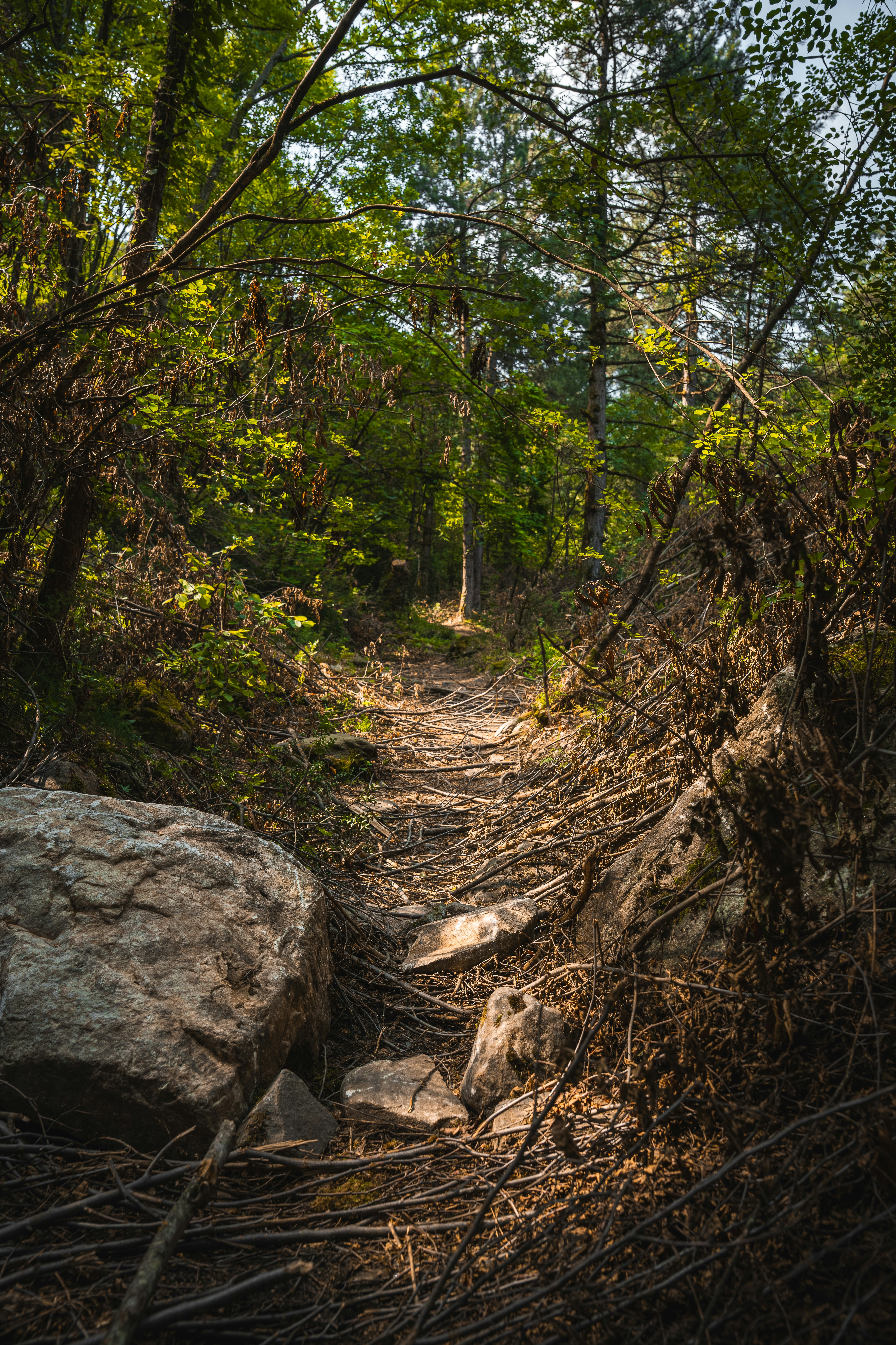 A narrow dirt path through a dense forest with scattered branches and rocks