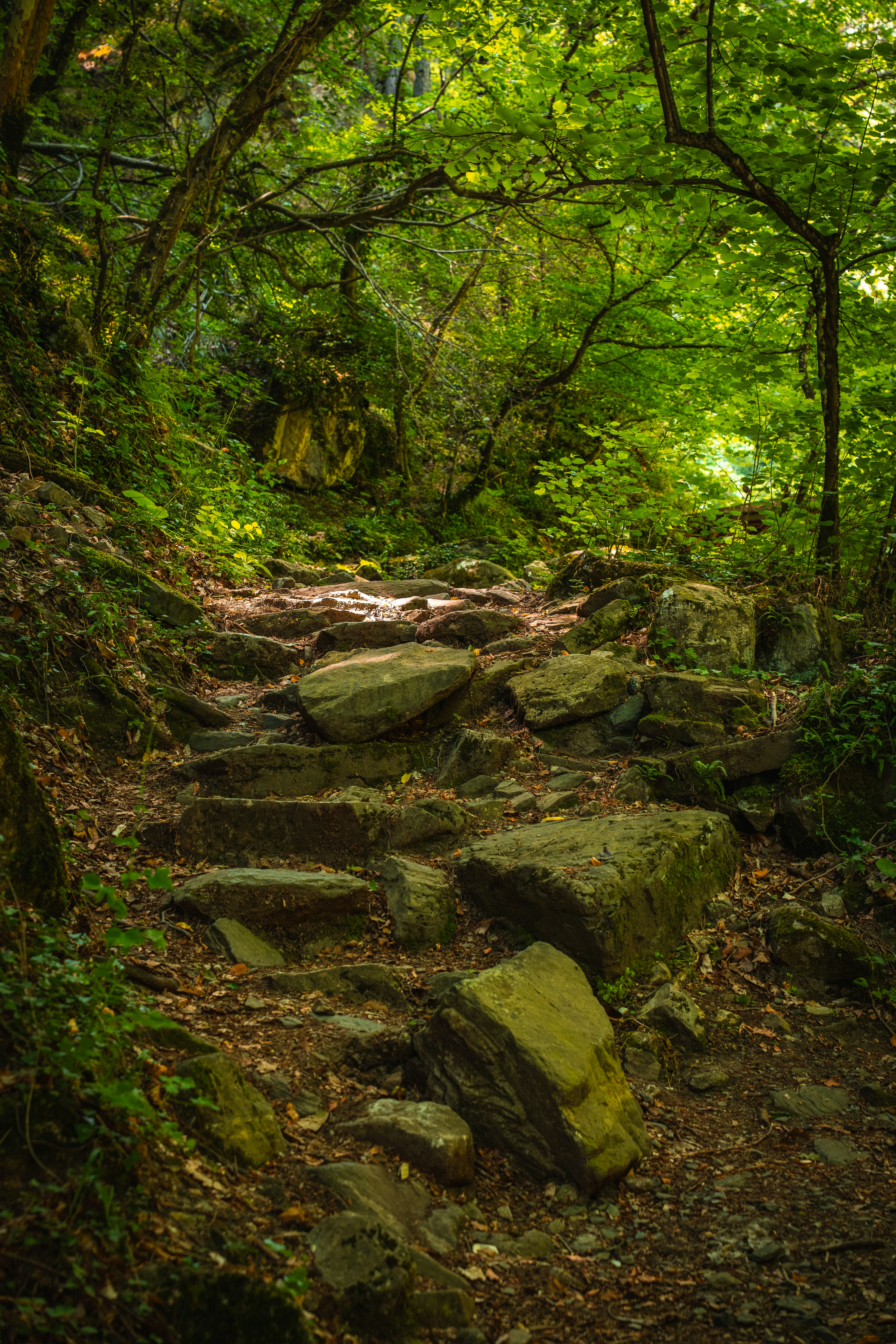 A stone path winding through a lush green forest with dappled sunlight