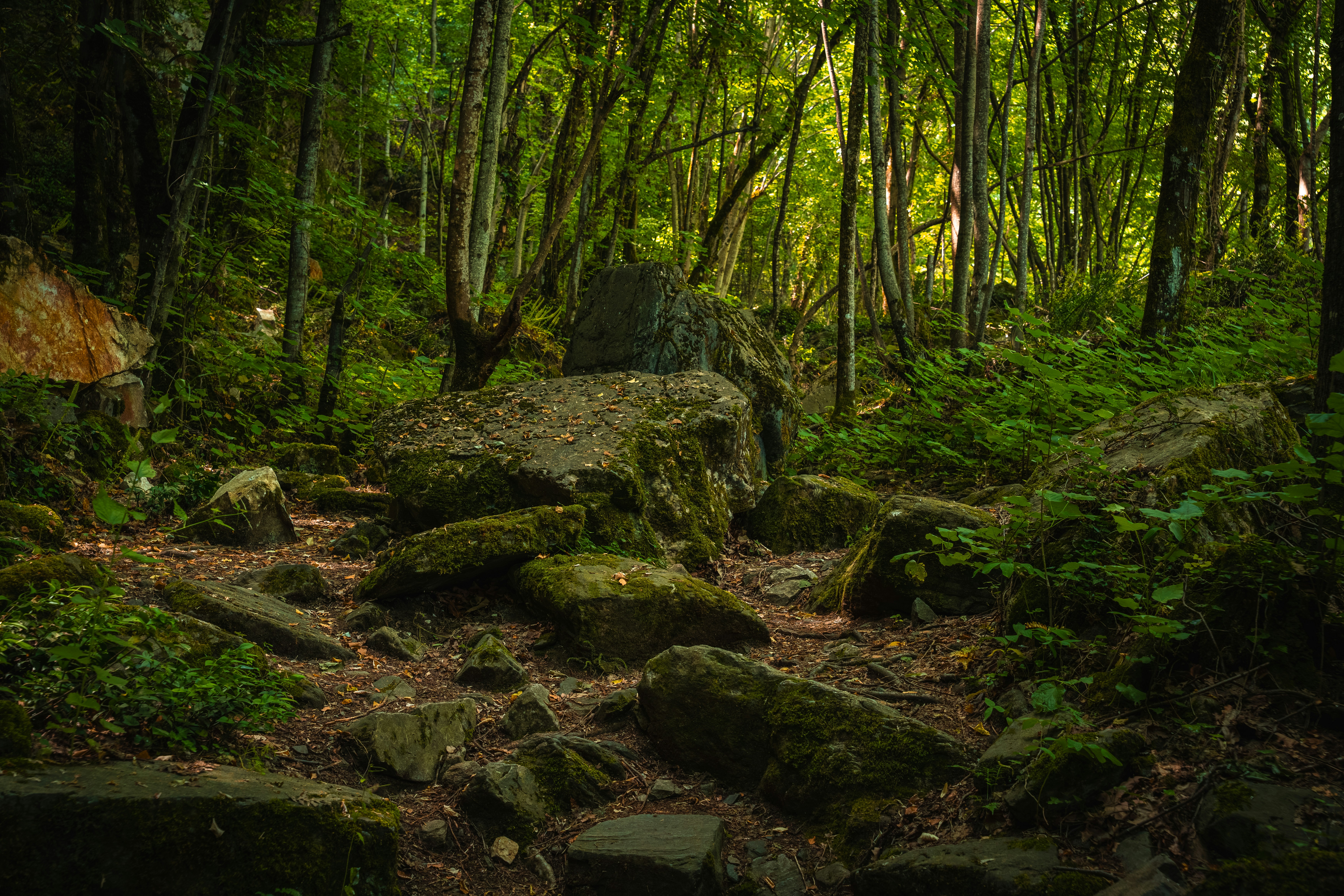 Mossy boulders and rocks scattered along a path in a dense green forest
