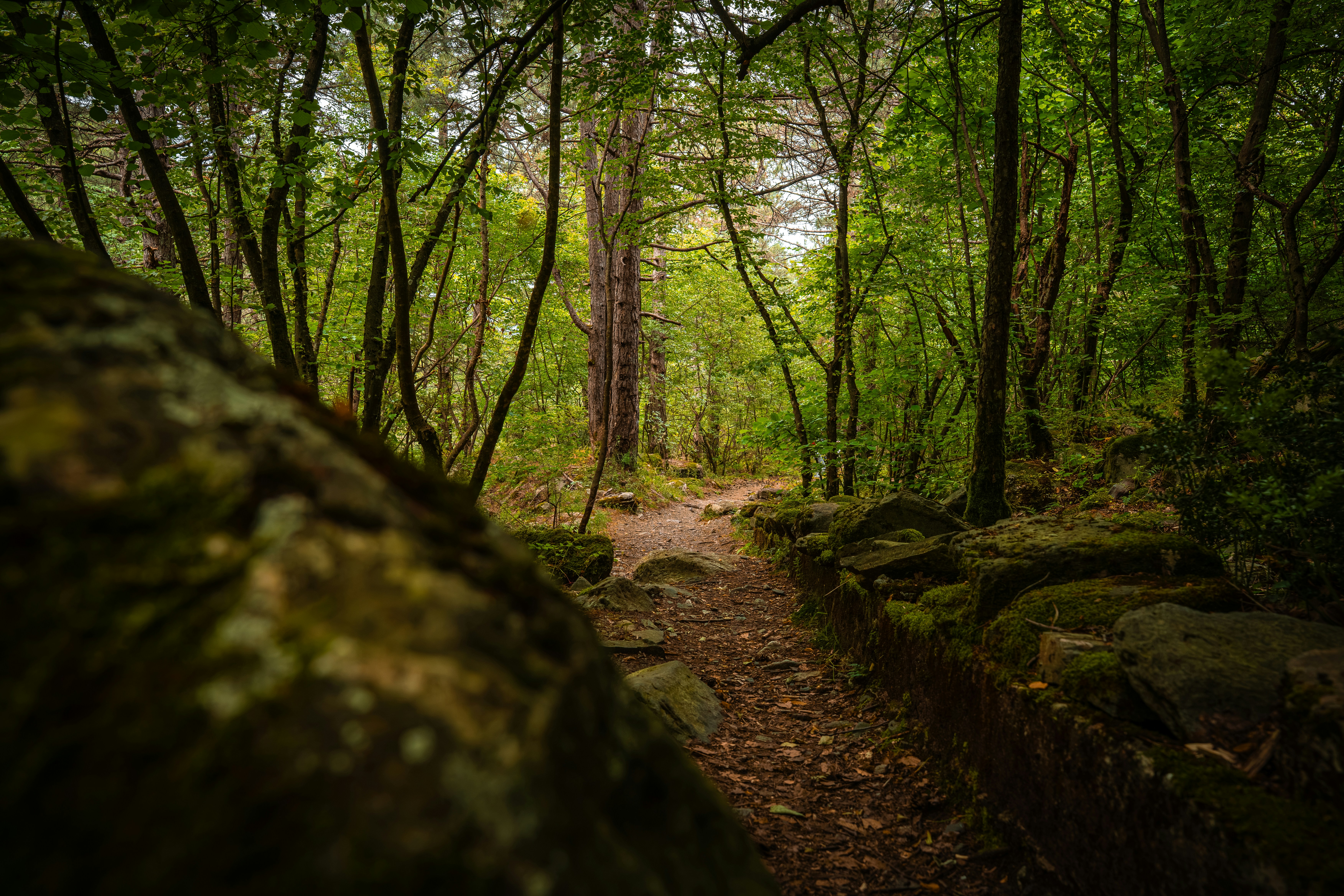 A narrow dirt path winding through a lush green forest with mossy rocks