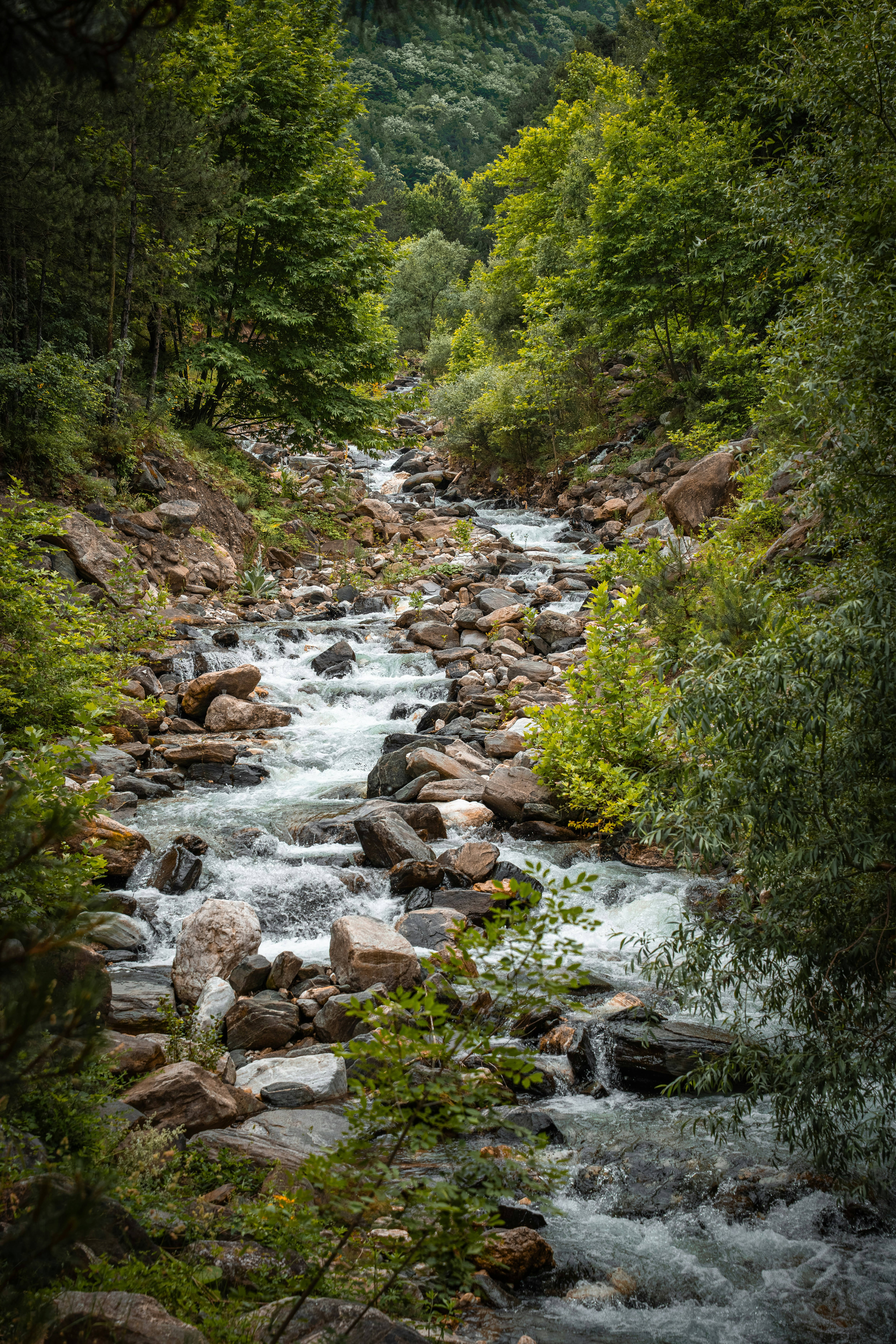 A rushing mountain stream flowing over smooth rocks through a lush green forest