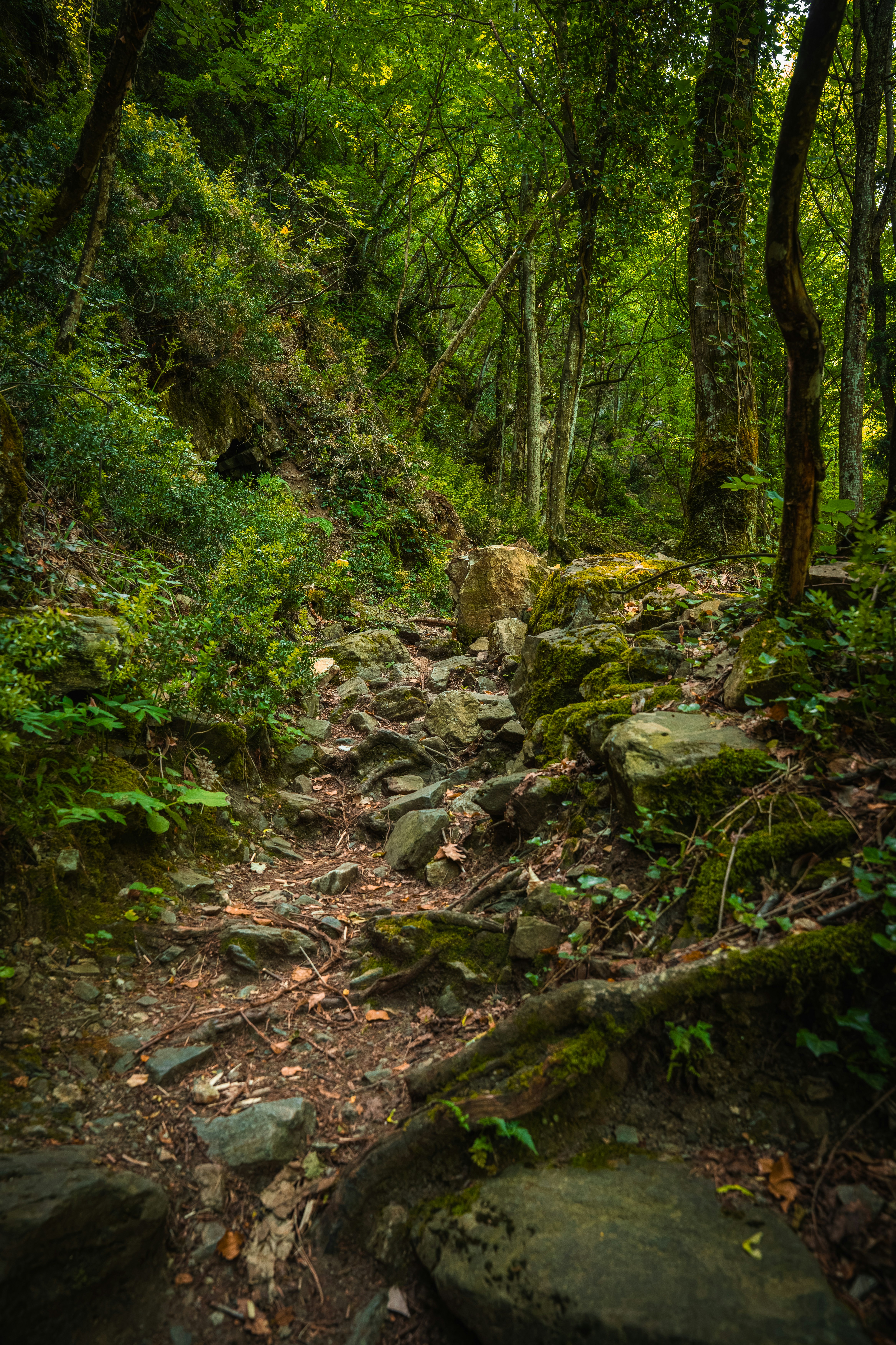 A rocky forest path winding through mossy stones and dense green trees