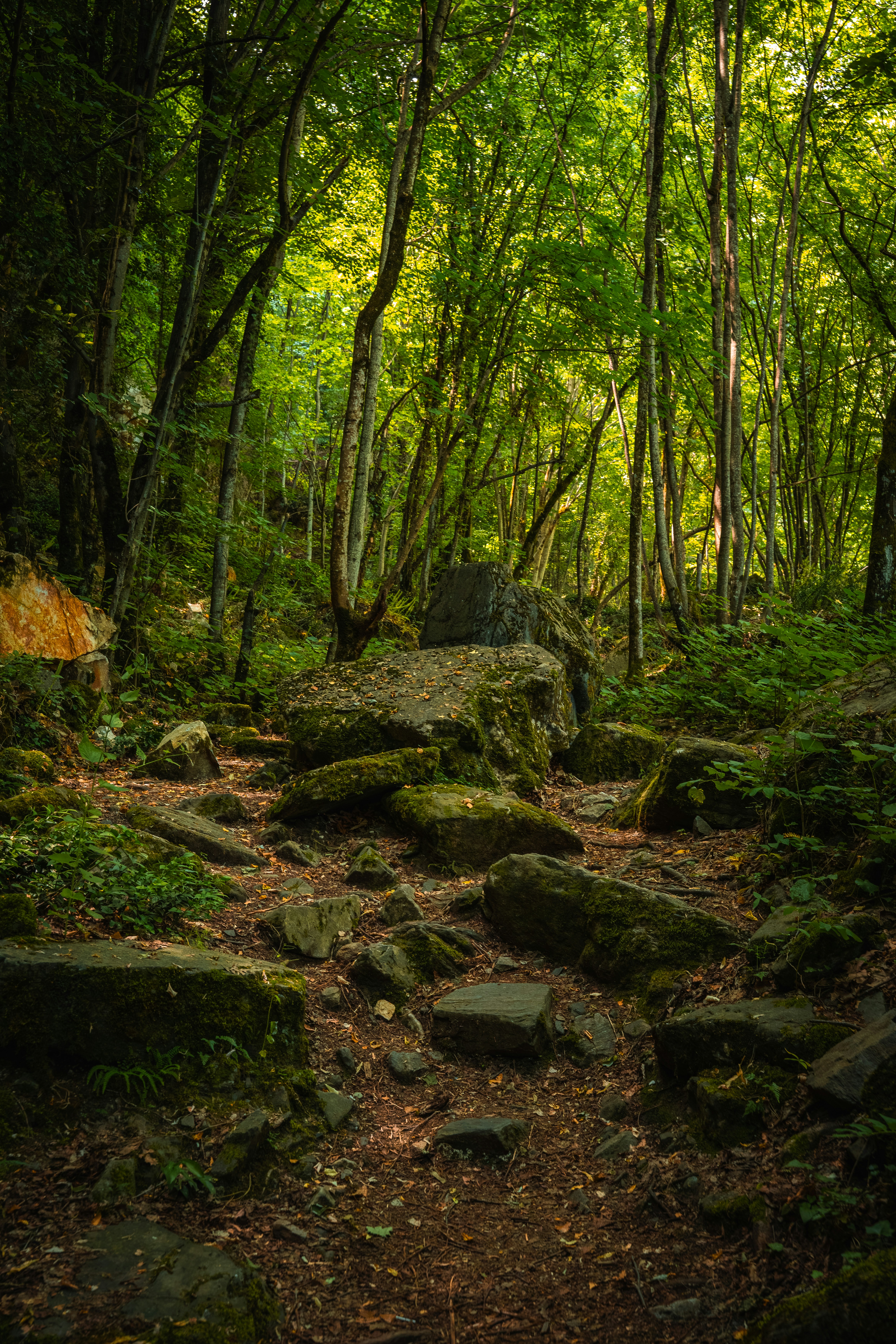 A mossy forest path winding through large boulders under a dense green canopy