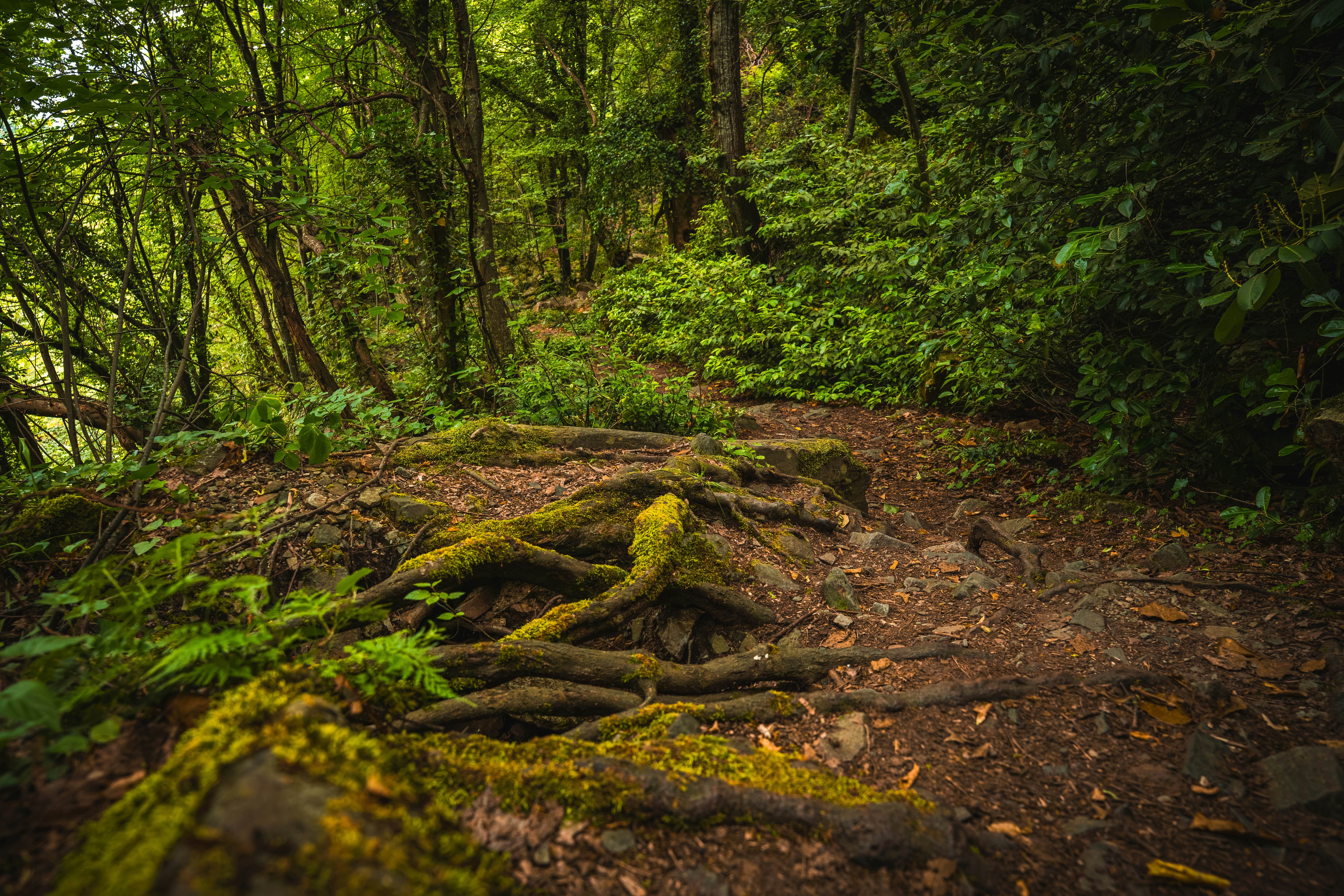 A dirt hiking trail winding through a dense forest with mossy tree roots
