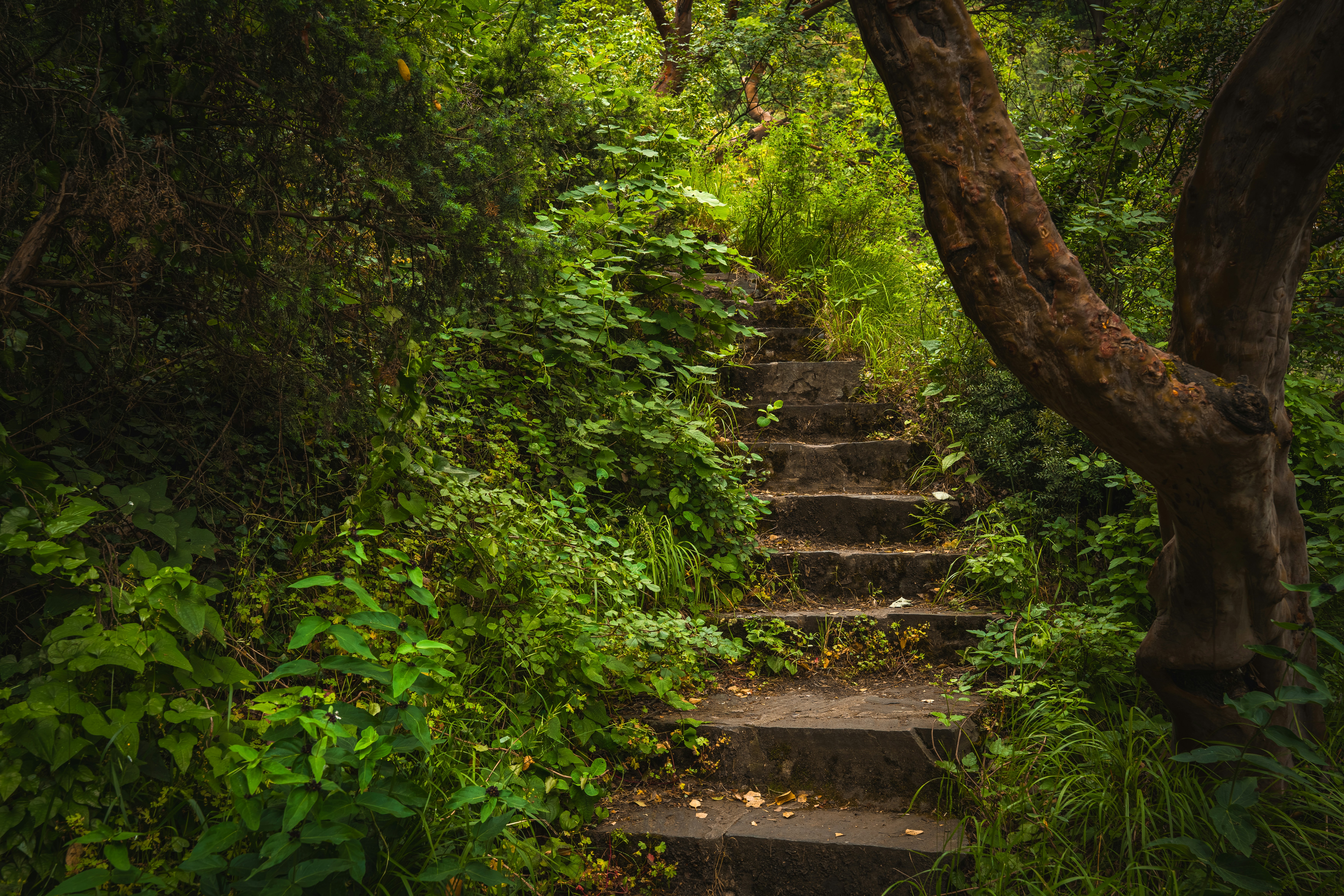 Stone steps winding upward through a dense forest with lush green foliage