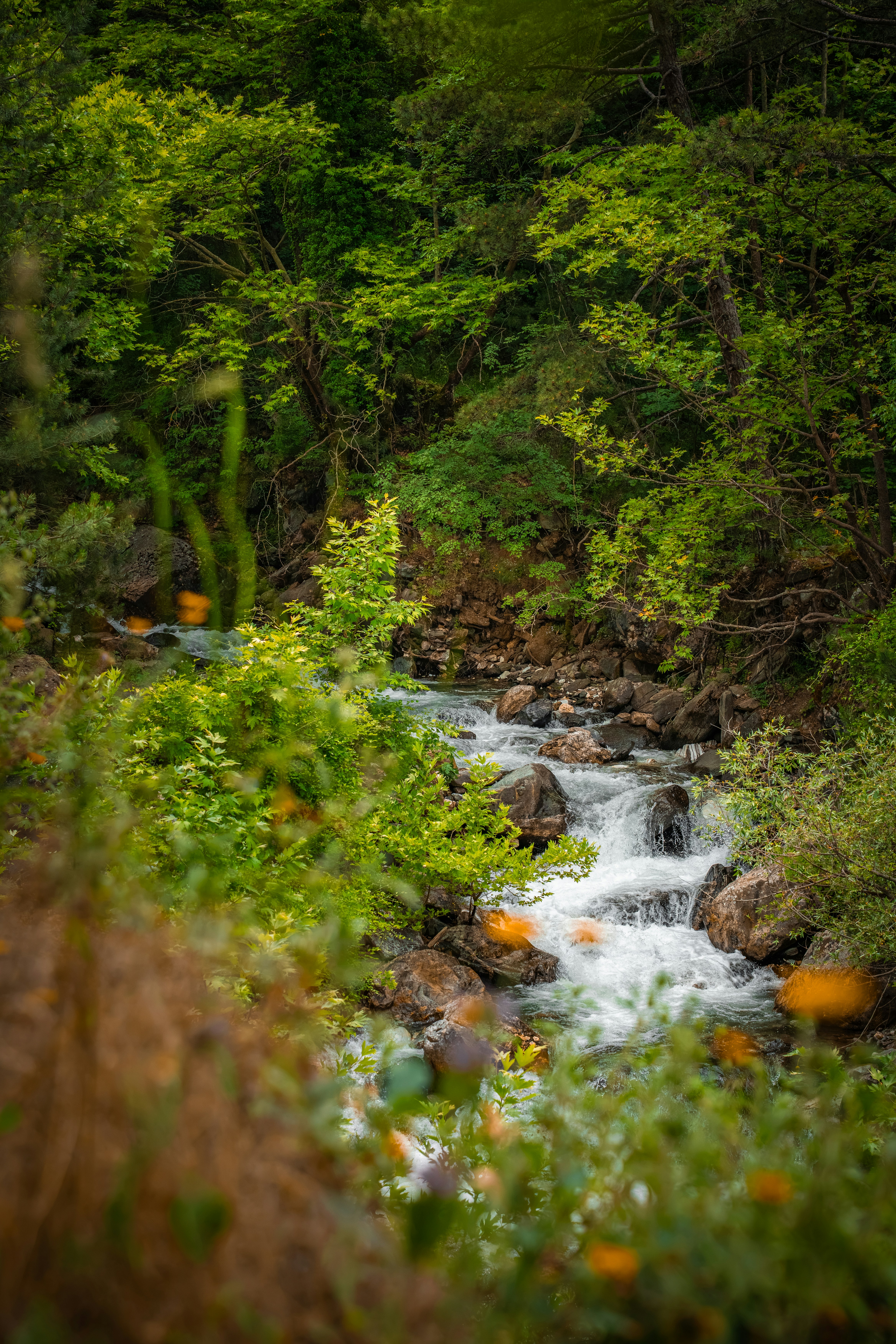 A rushing stream flowing over rocks through a dense green forest