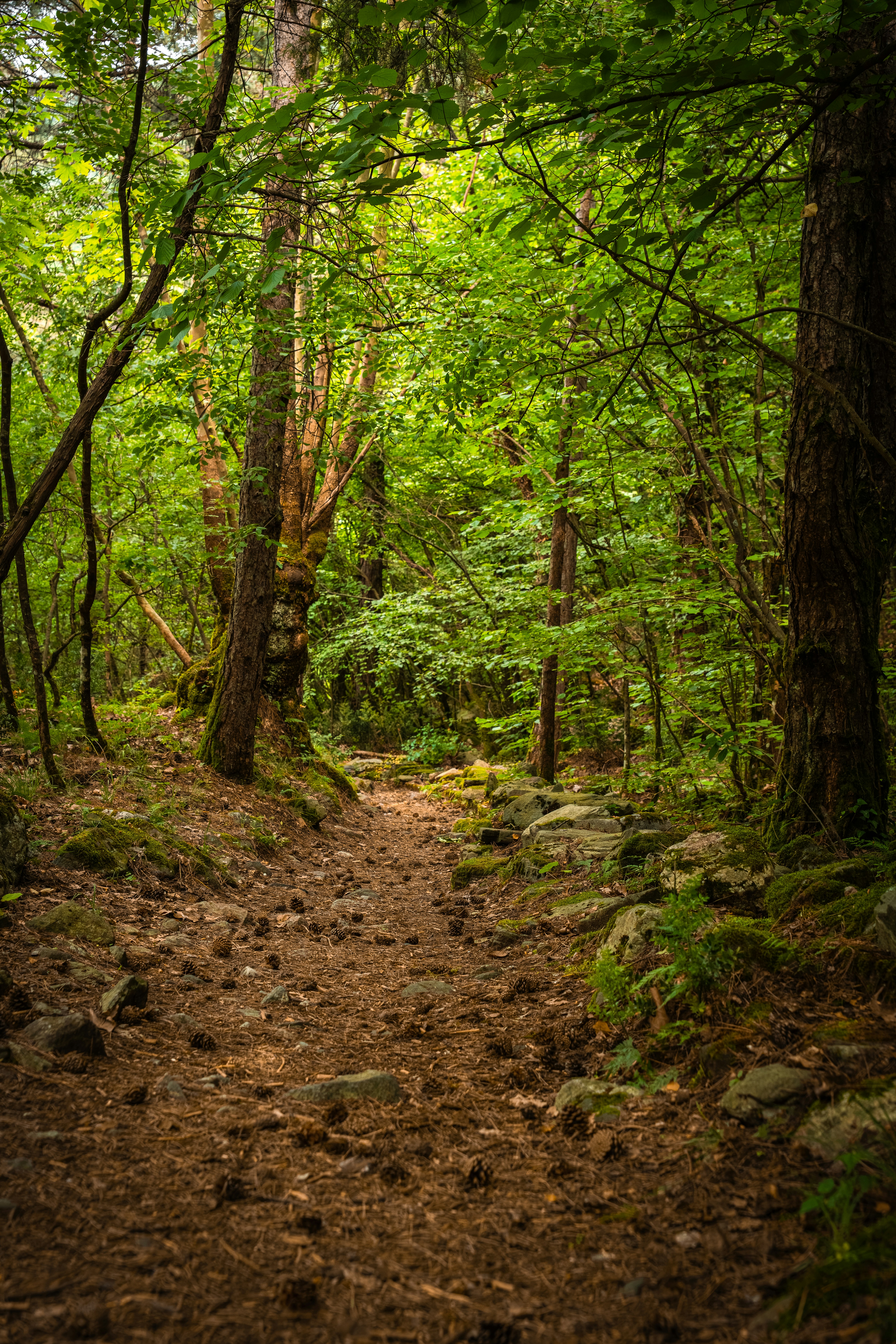 A narrow dirt path winding through a dense forest with mossy rocks