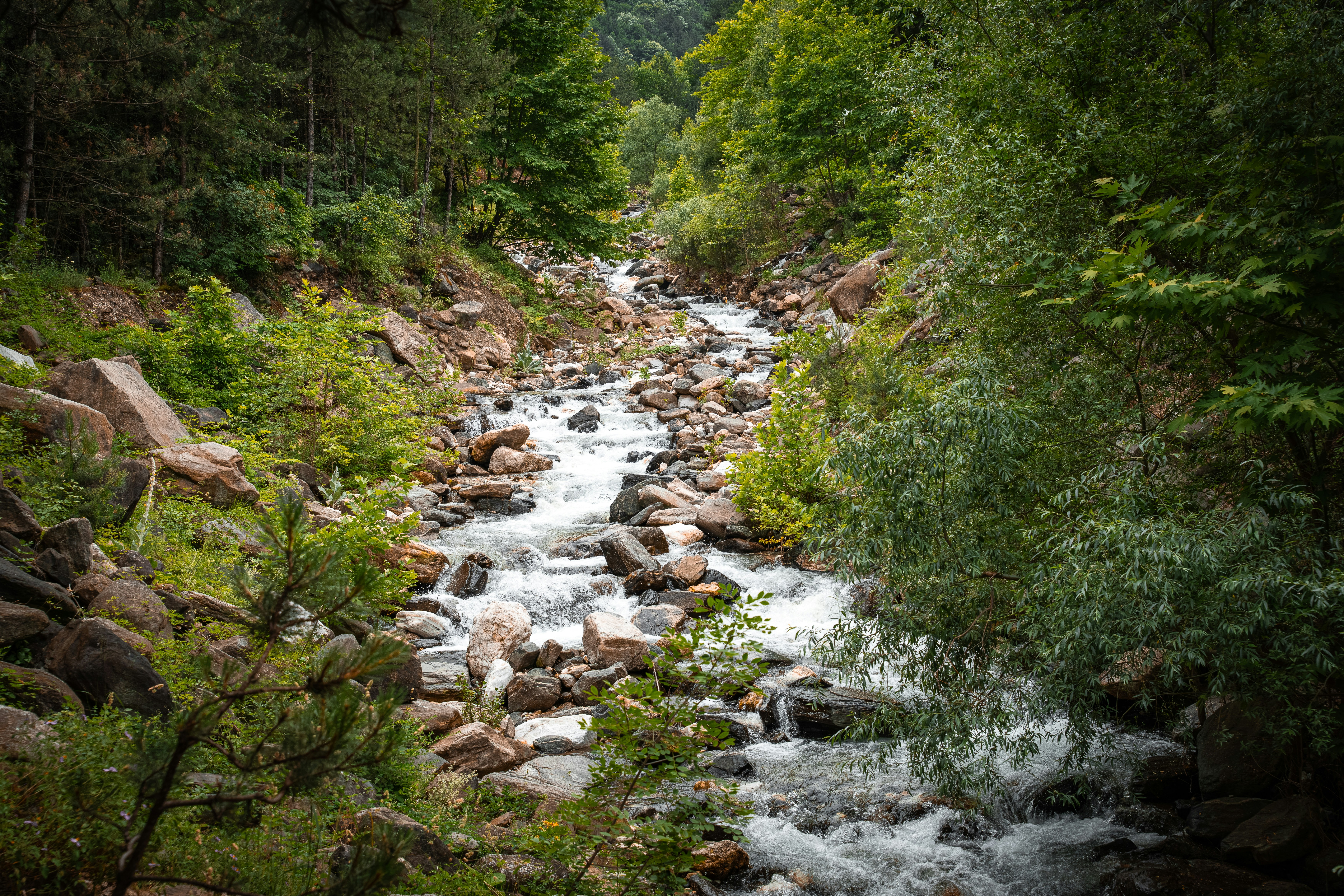 A rushing mountain stream flowing over rocks through a lush green forest