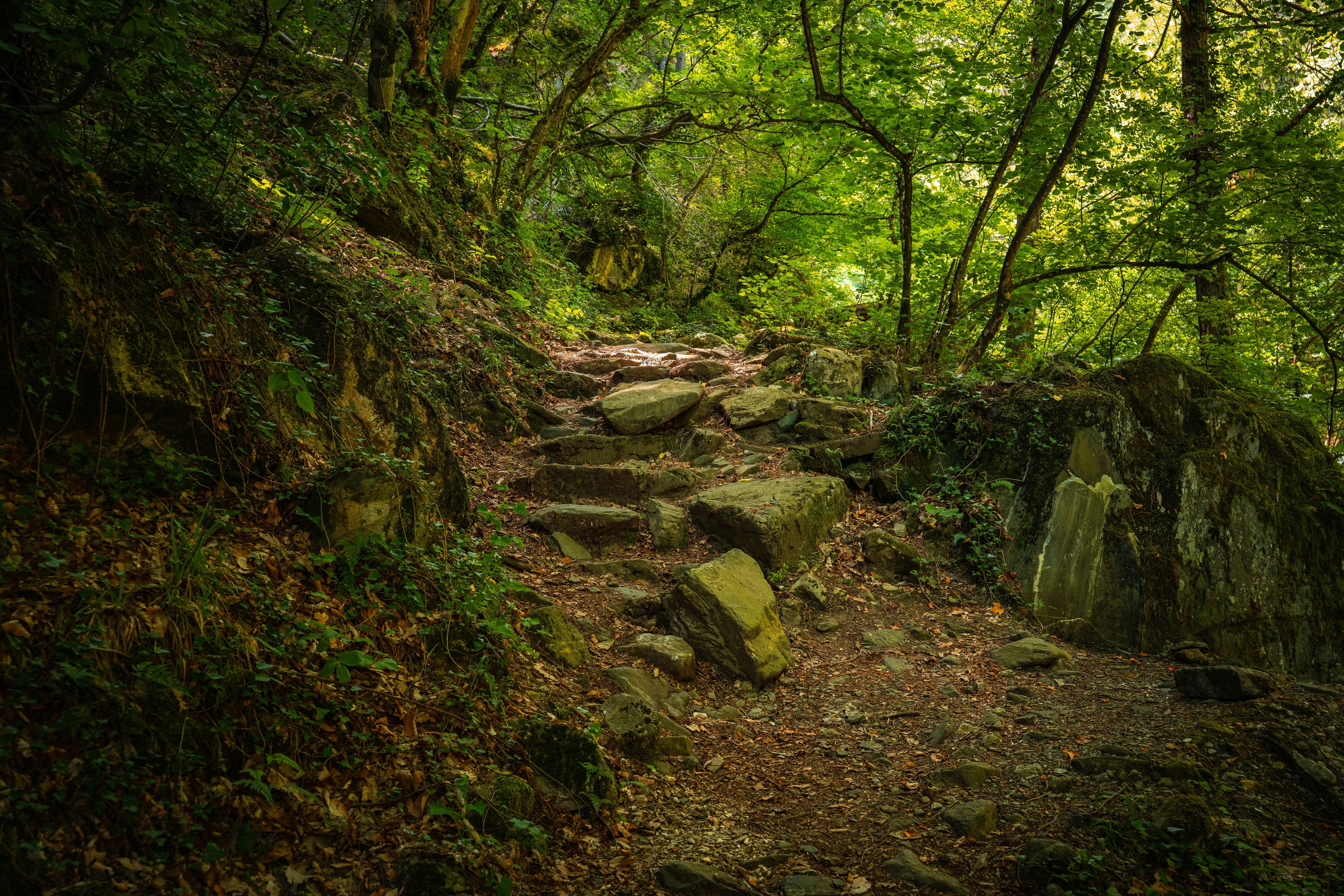 A stone staircase winding through a lush green forest with dappled sunlight