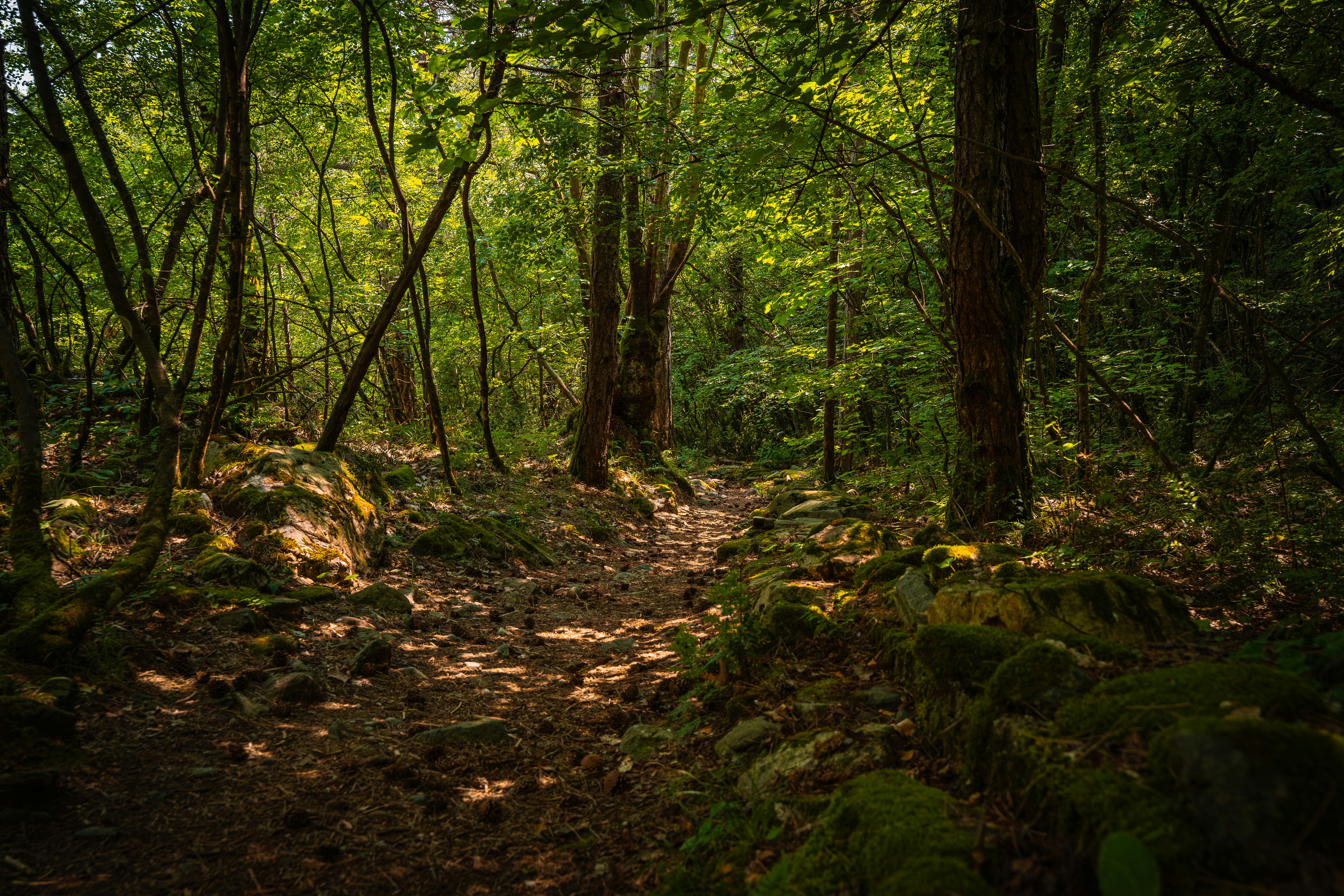 A narrow dirt path winding through a dense forest with mossy rocks