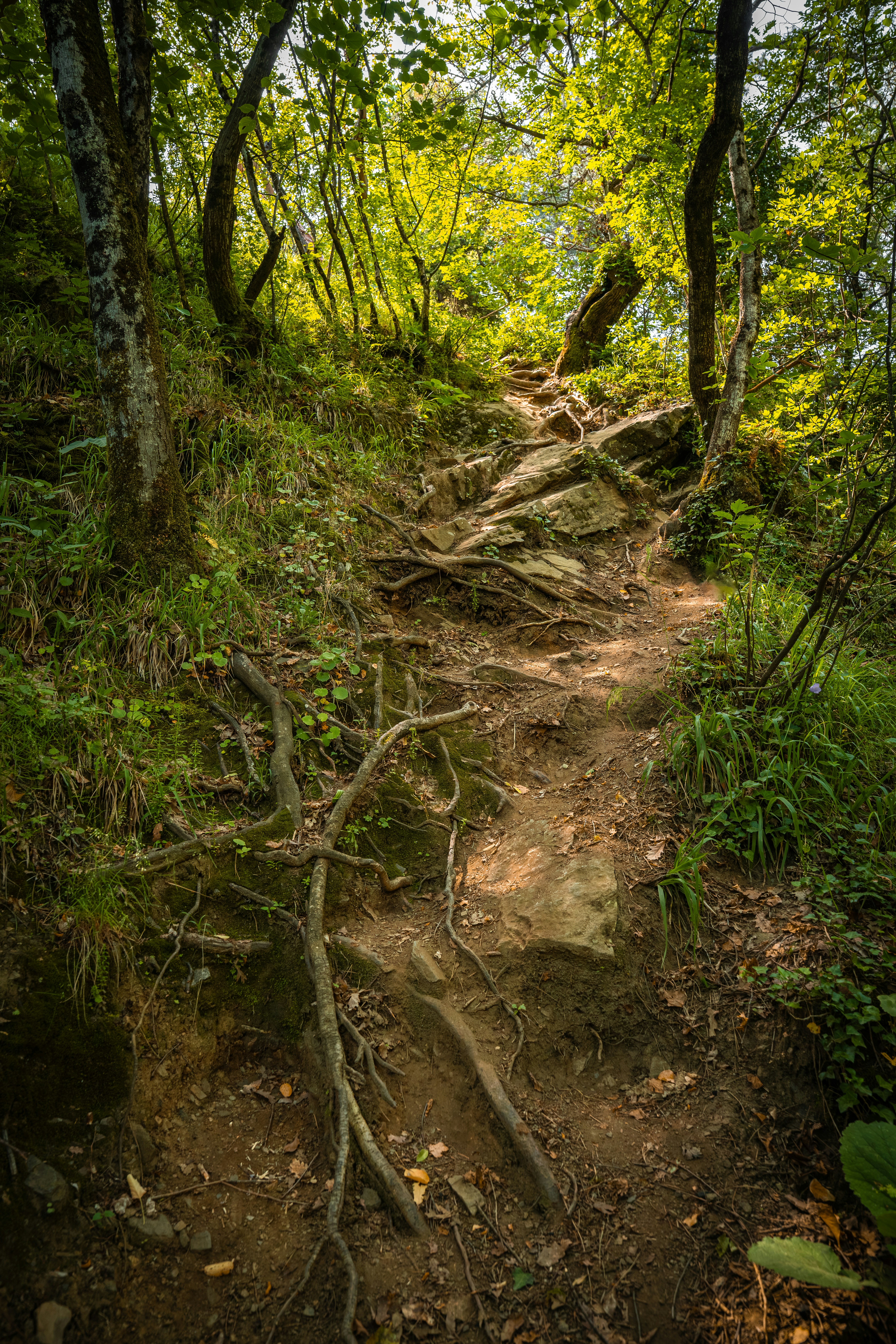 A steep dirt hiking trail with exposed tree roots through a sunlit forest
