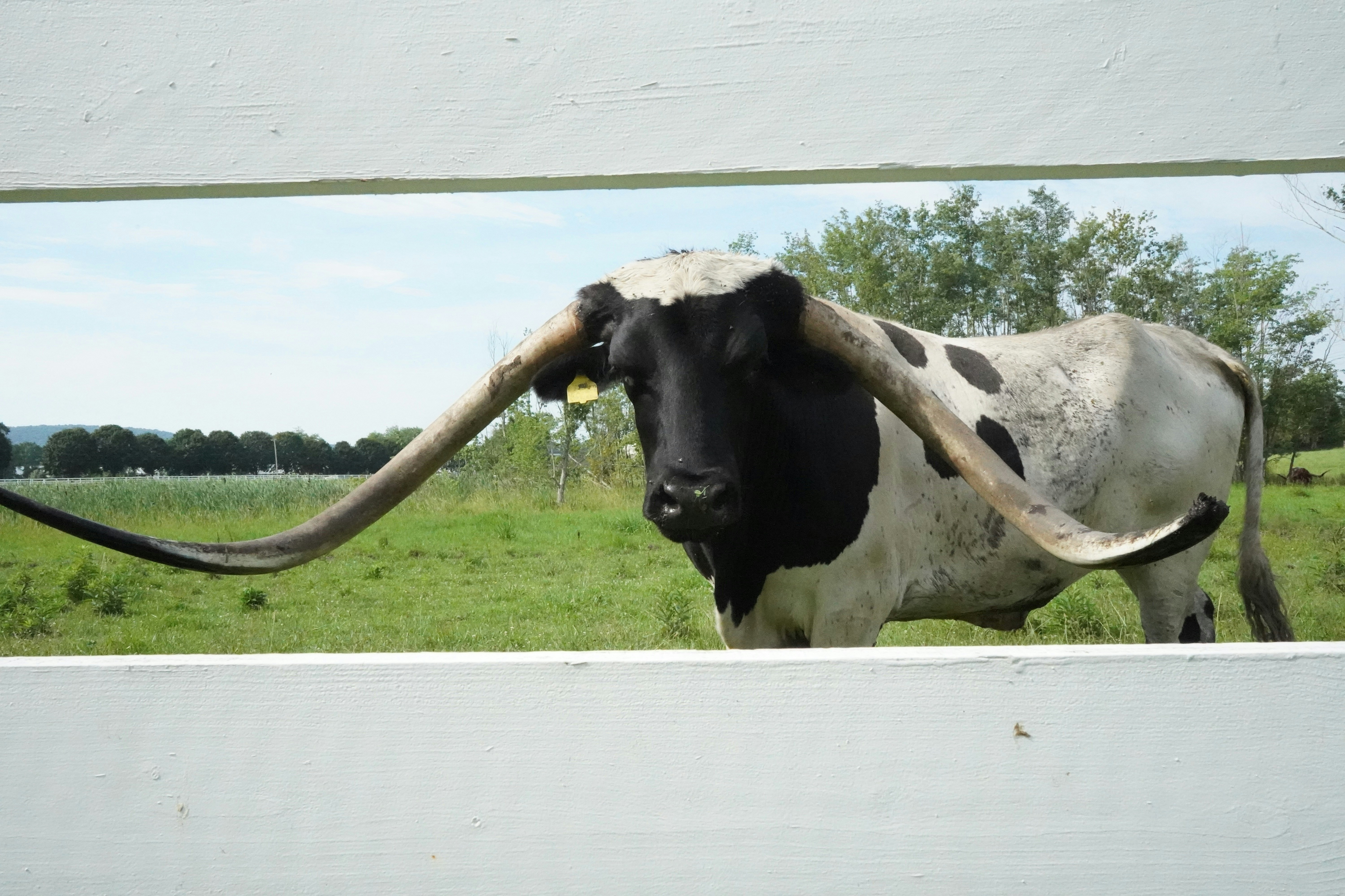 A black and white Texas Longhorn steer behind a white wooden fence in a pasture
